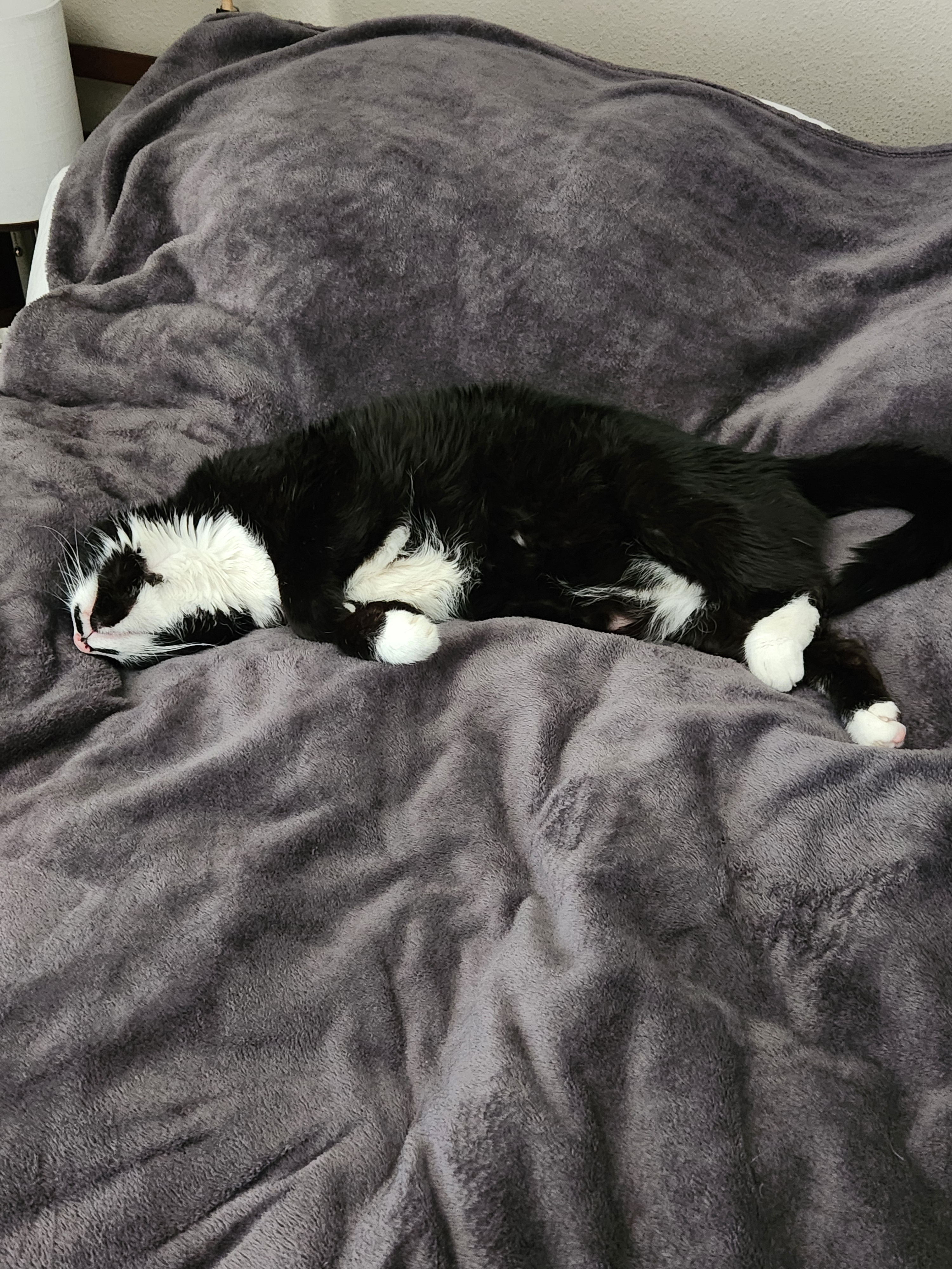 Cuddly Cats on Sleepy Caturday
