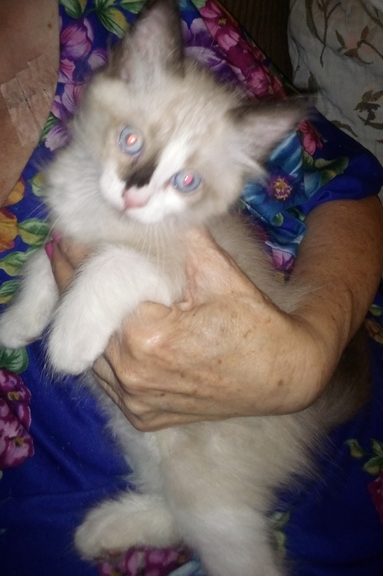 Adorable Kitten: The Cutest Feline Friend