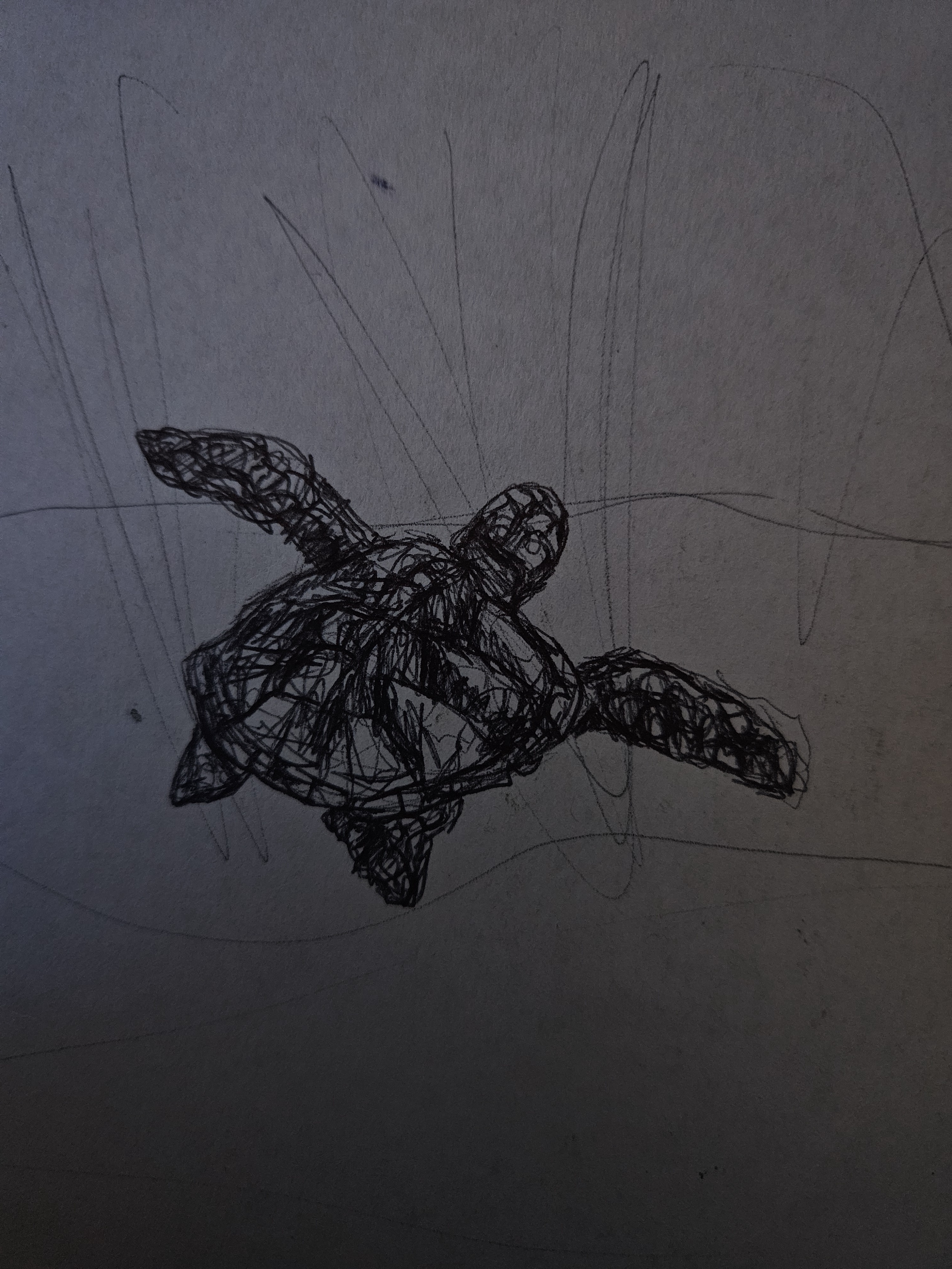 Whimsical Turtle Sketch Unveiled