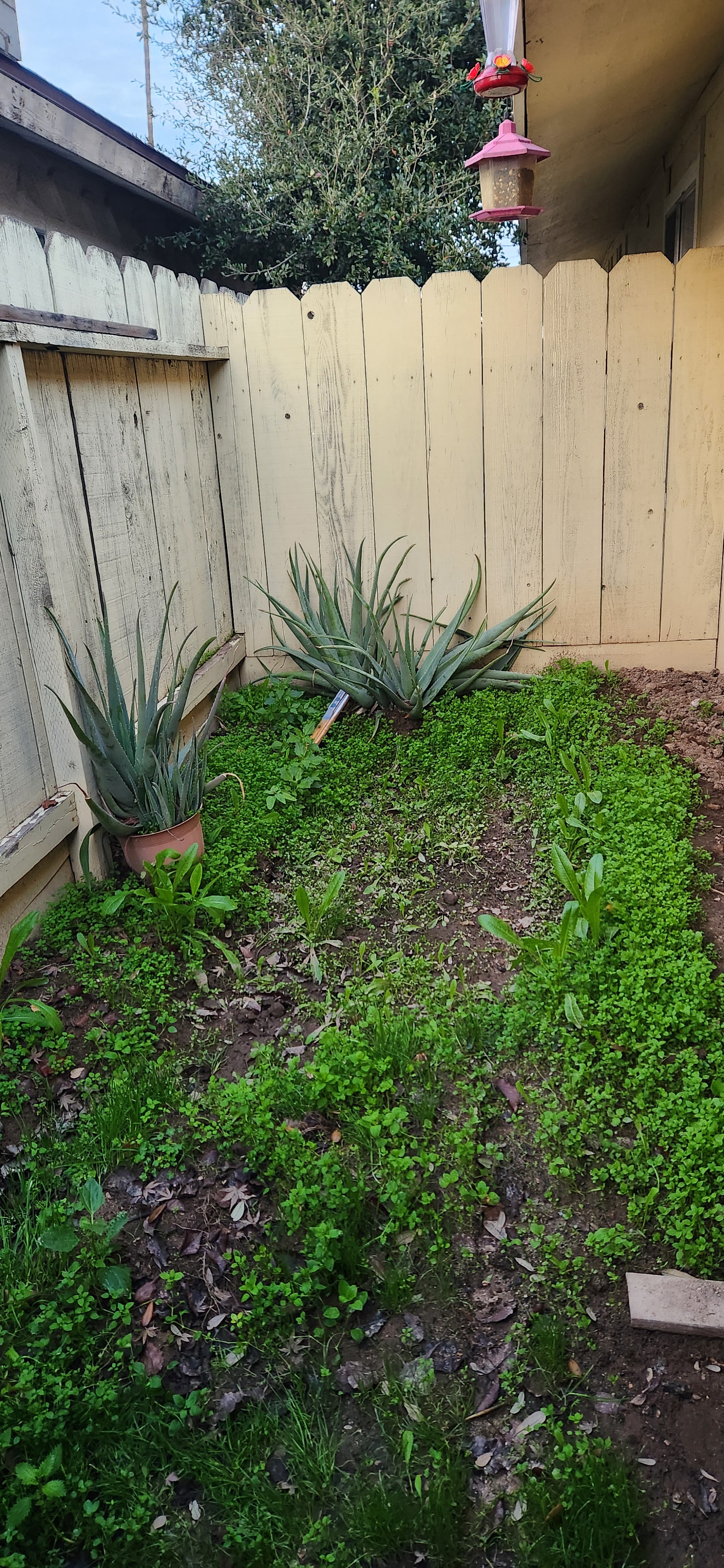 Welcome to My Cozy Little Backyard Oasis
