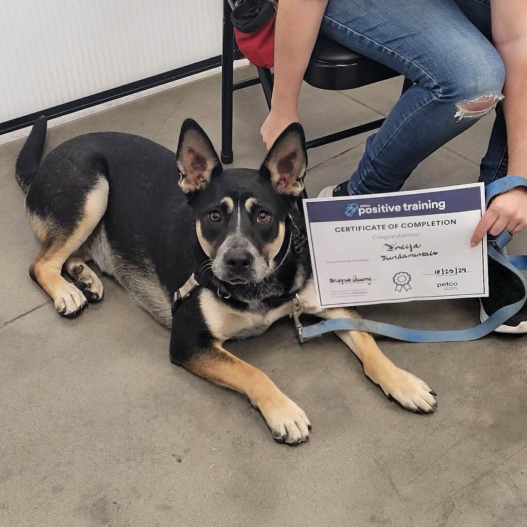Freya has proudly graduated from both beginner and advanced classes just a month shy of her first birthday!