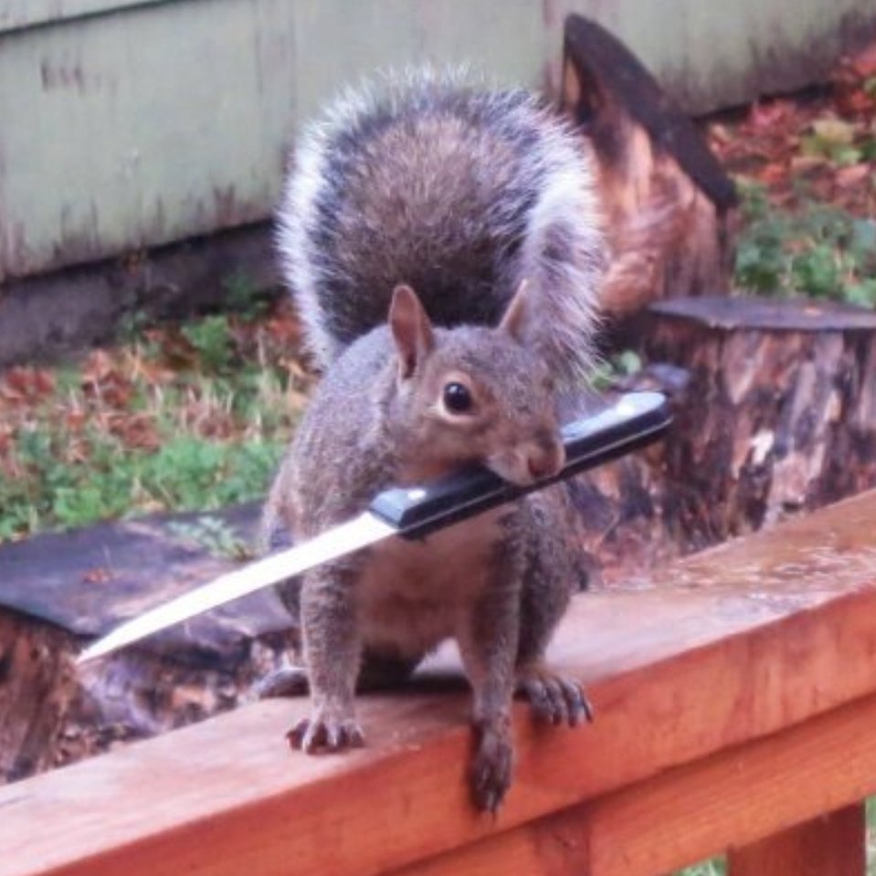 Squirrels Are Preparing for Battle – Stay Alert!