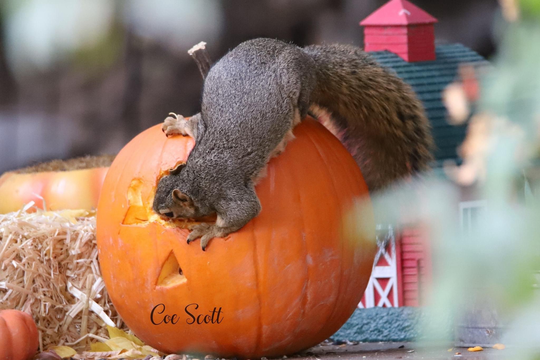 A Charming Squirrel Moment