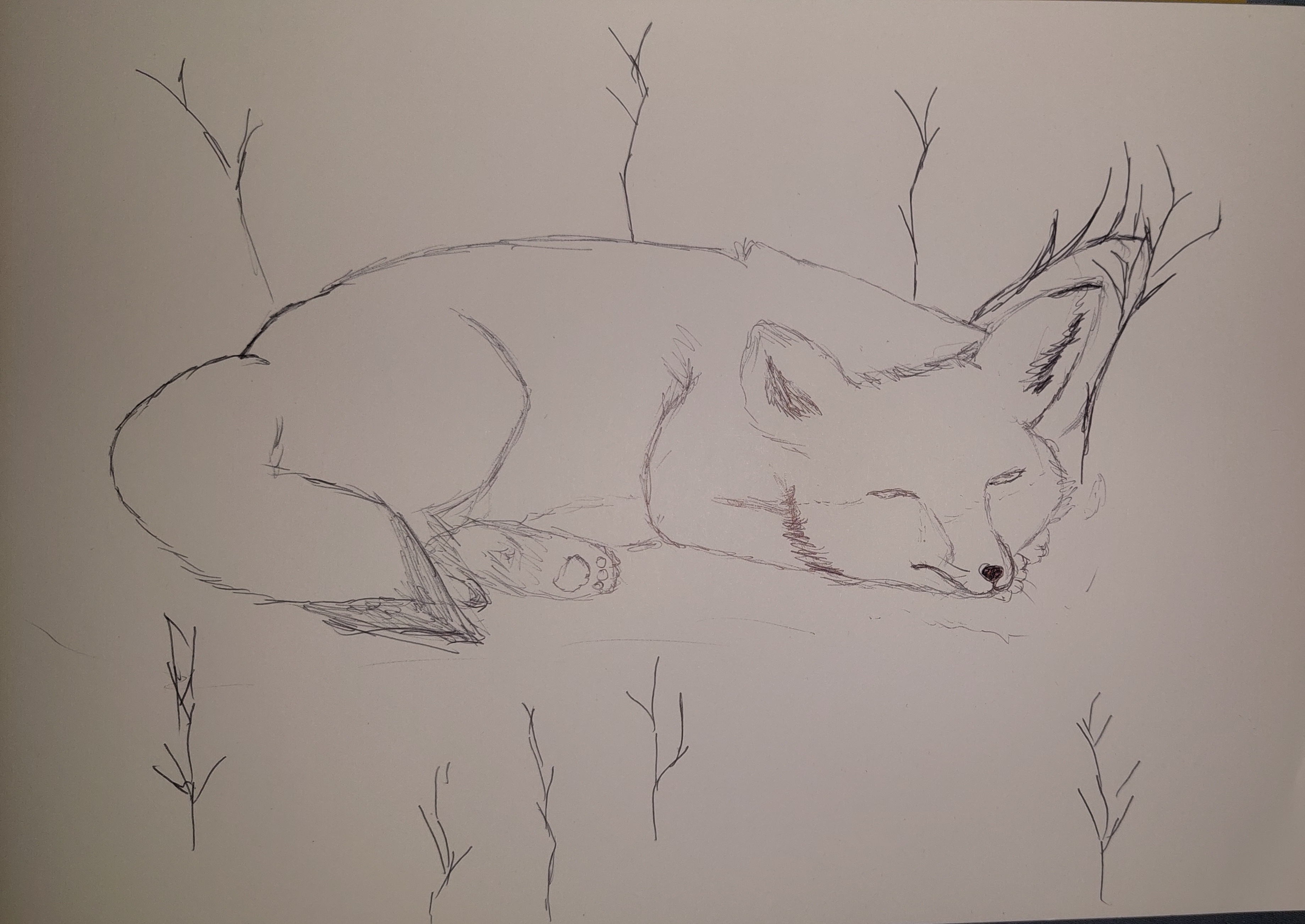 A Fox a Day: Day 8 of chasing away the blues