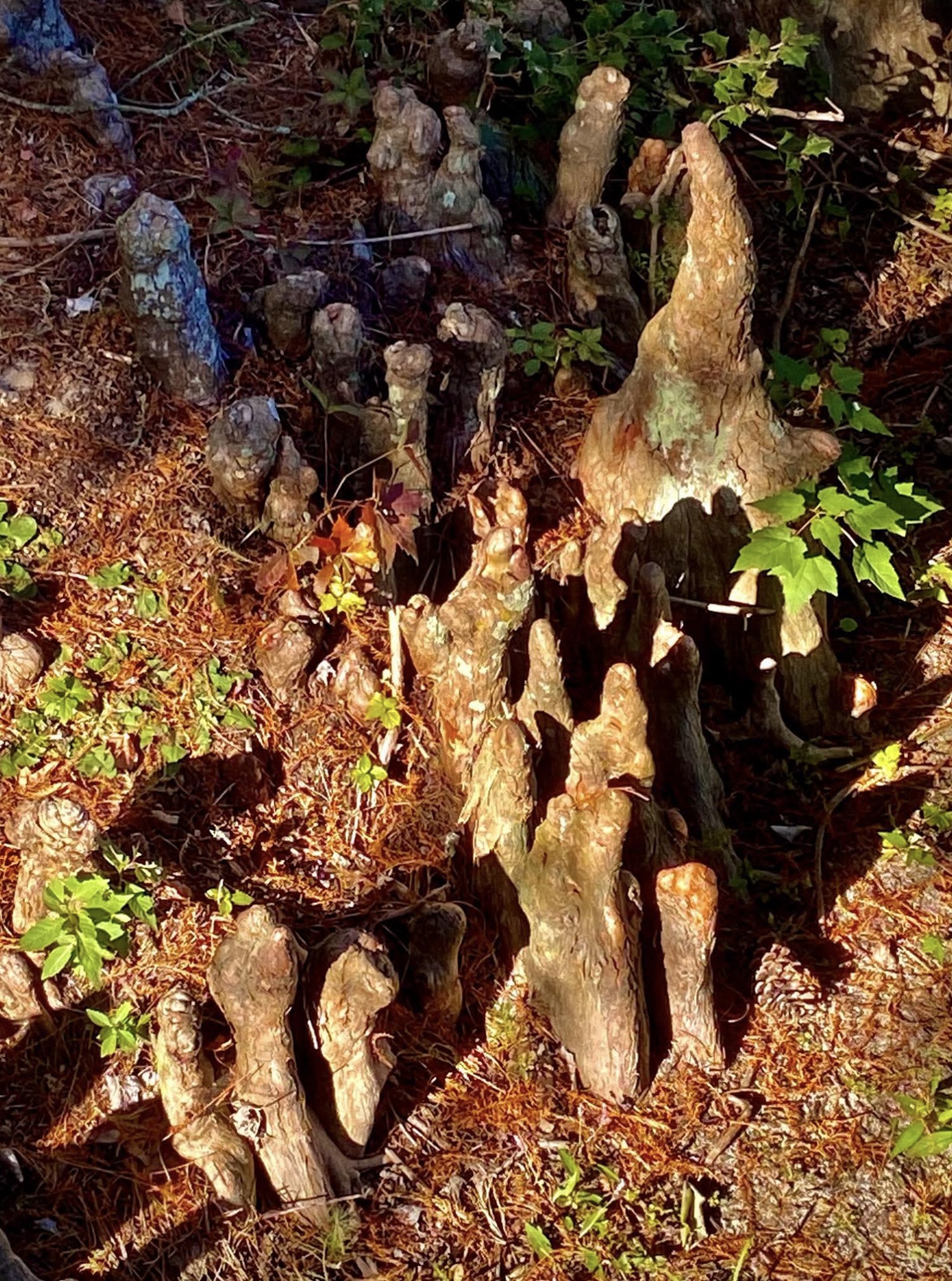 Mysterious Cypress Knees