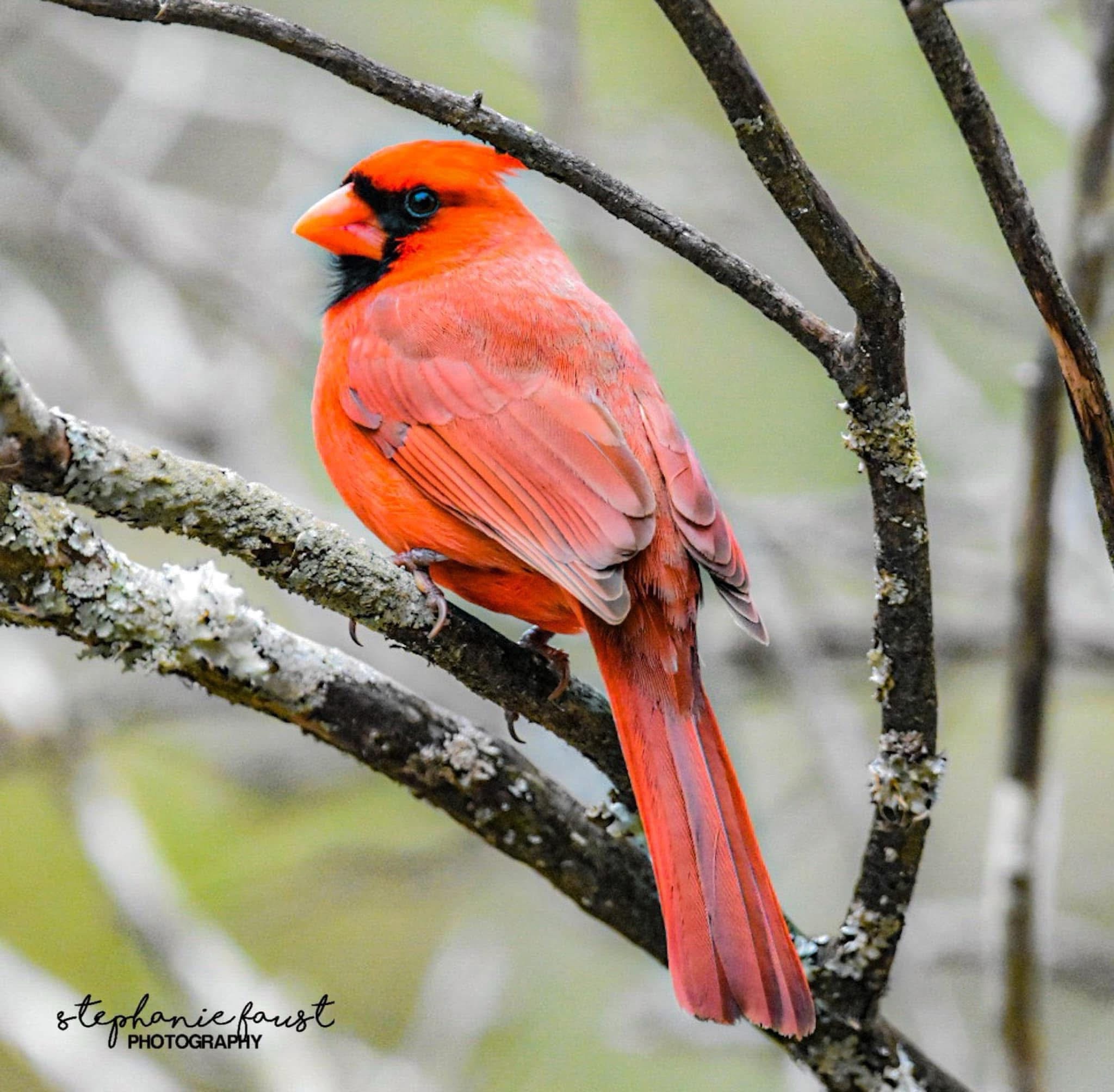 Stunning Cardinal in Focus