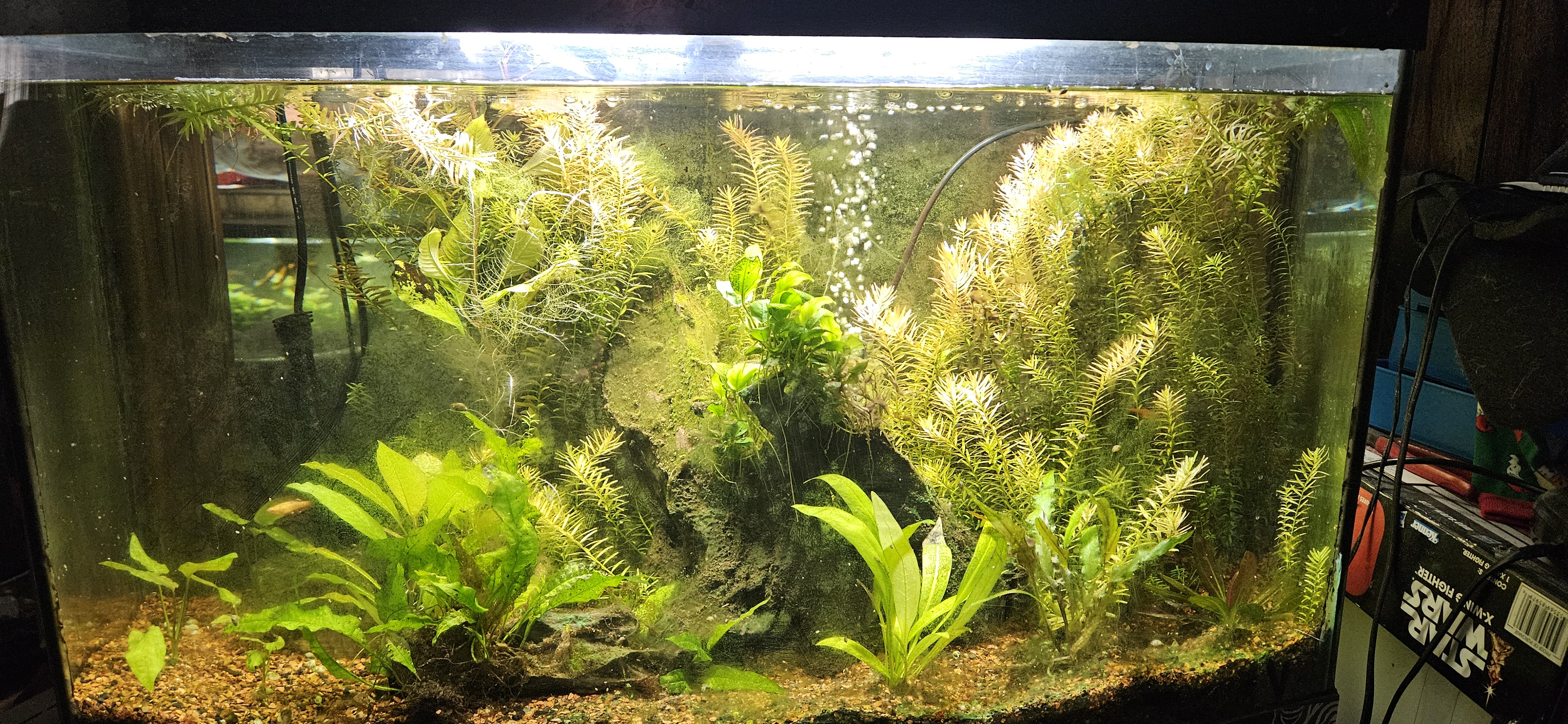 Check out the latest update on our community tank!