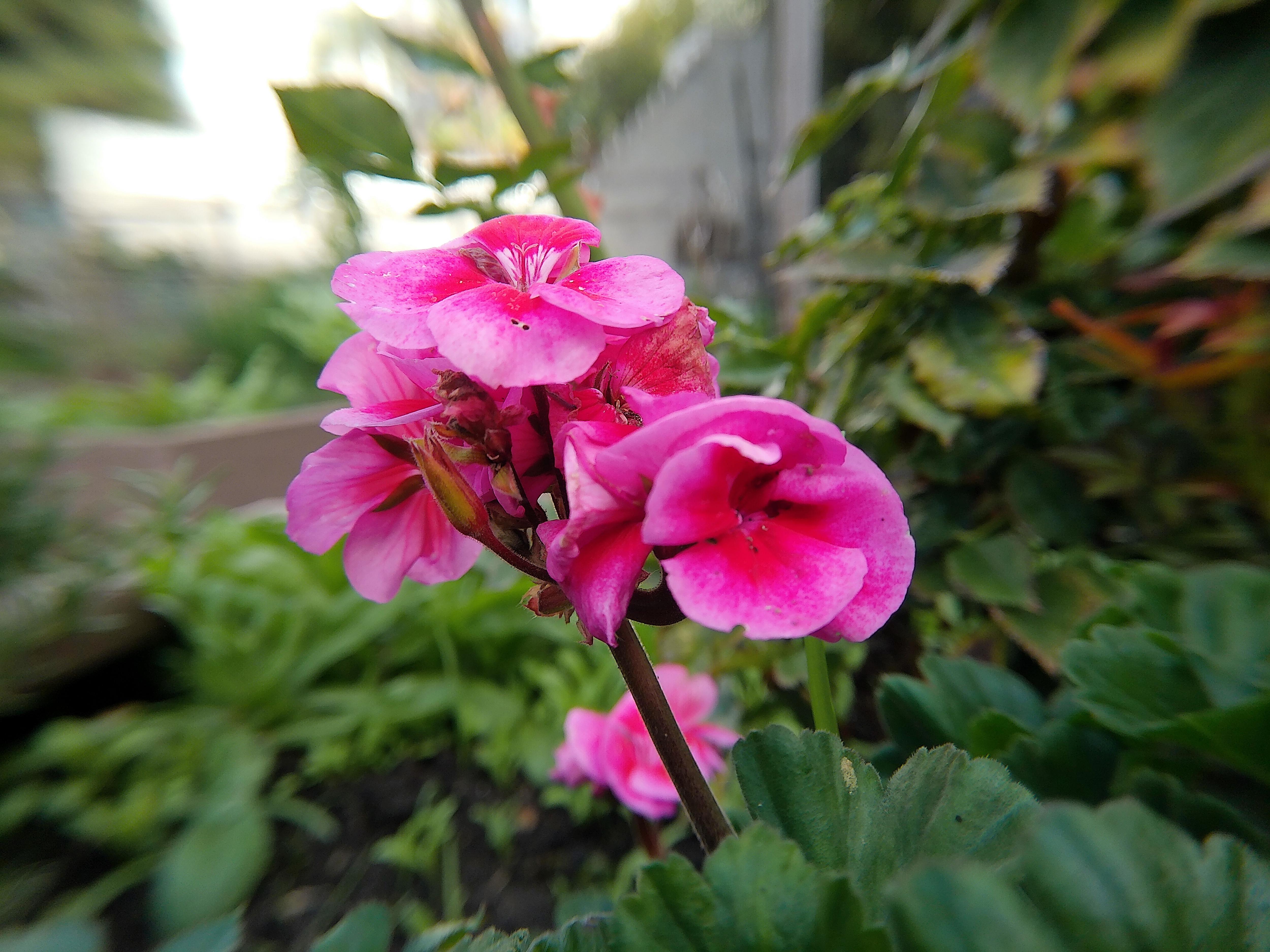 A Glimpse of Morning Macro Photography