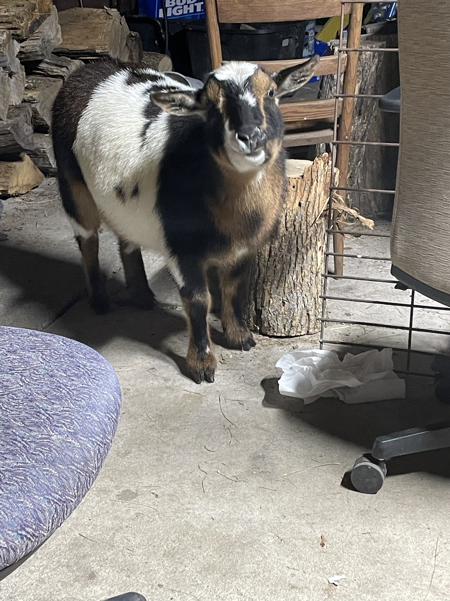Meet My Beloved Georgie