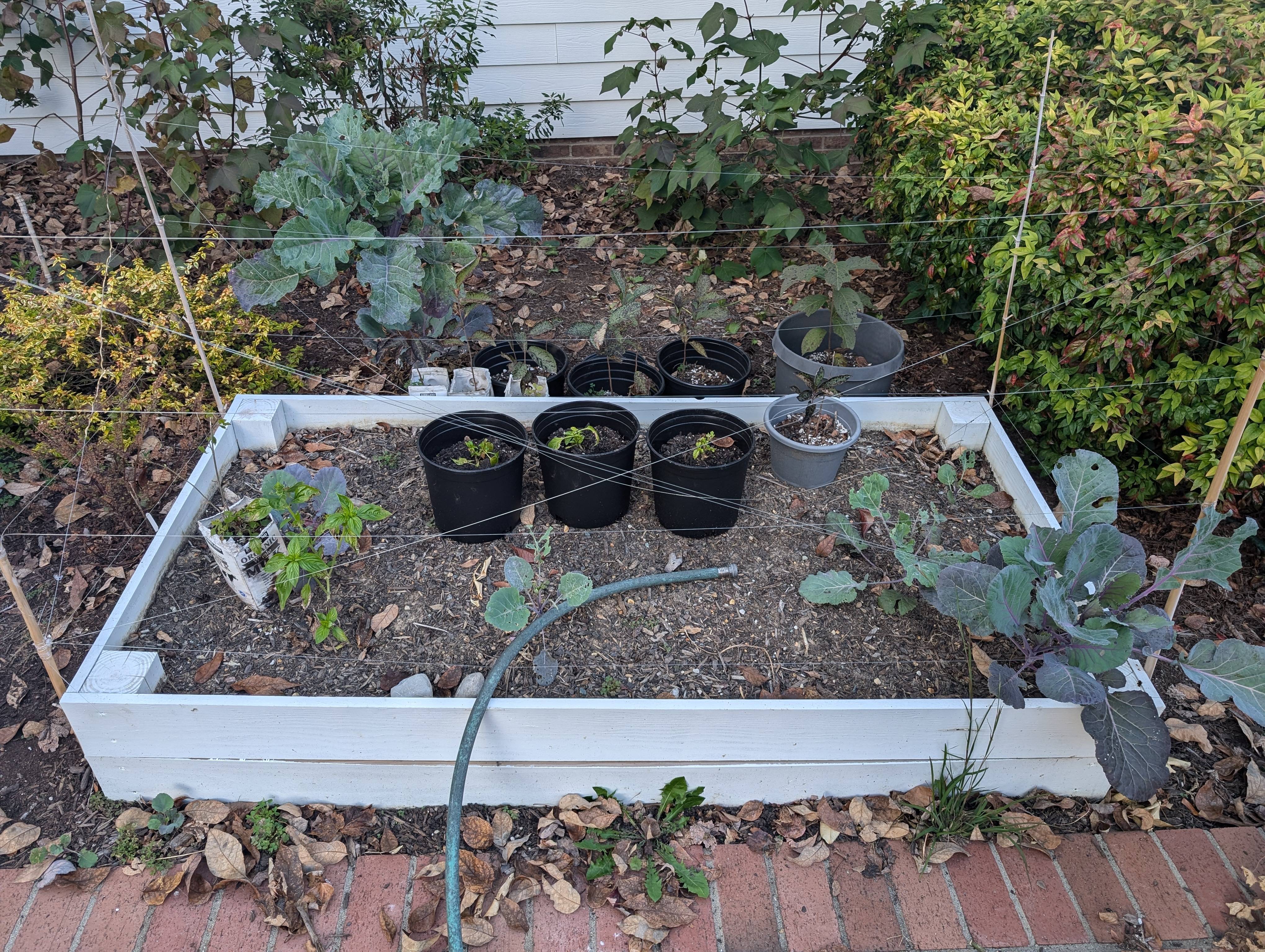 Tips for Protecting Your Raised Beds from Deer