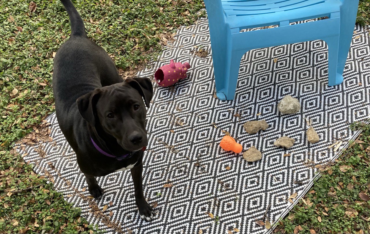 My dog created a treasure trove of rocks with her toys, and now she's worried because I've discovered her stash and might take them away since she likes to chew on them. Ugh!
