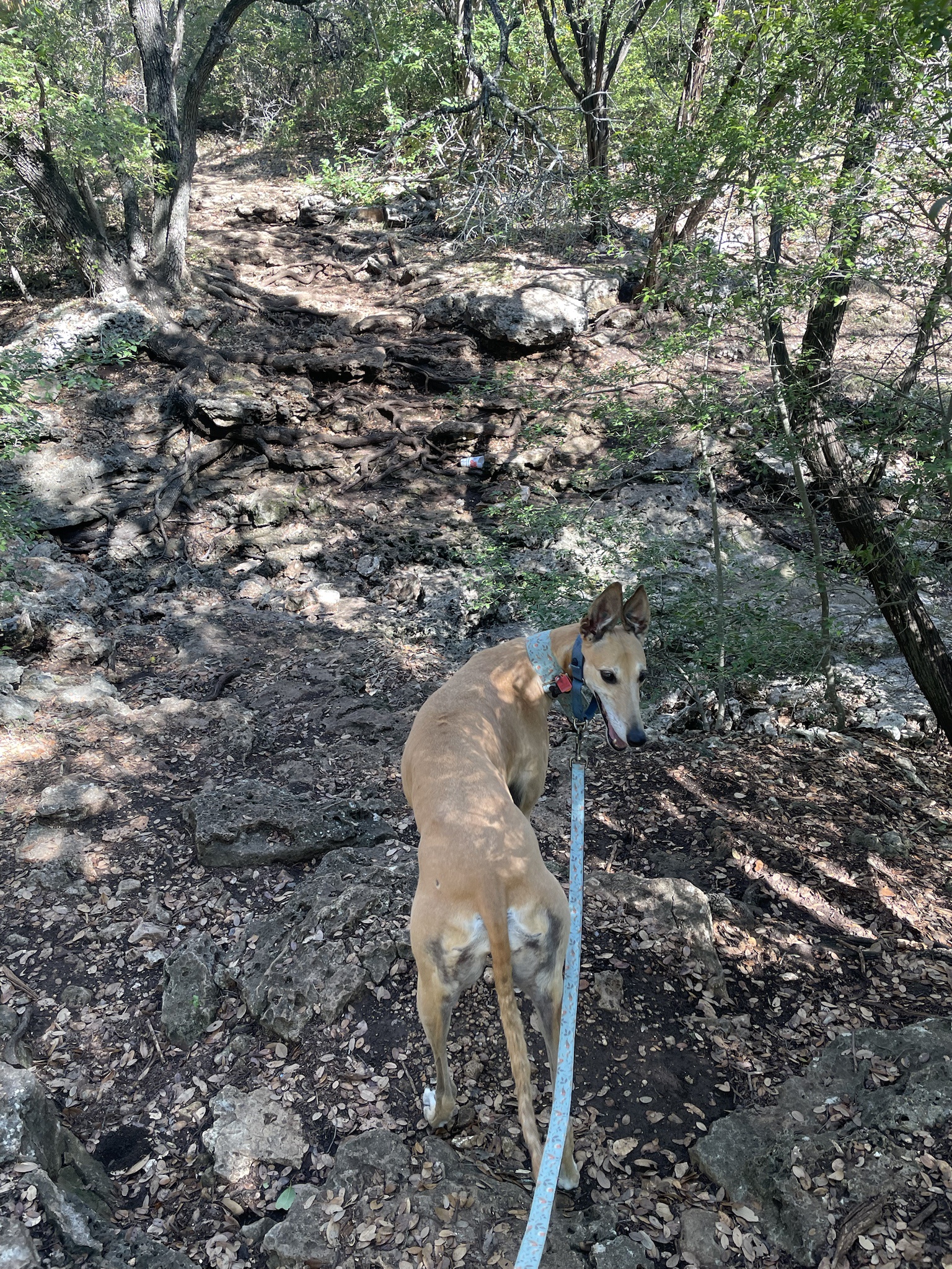 Intermission: Is That a Deer or a Dog?