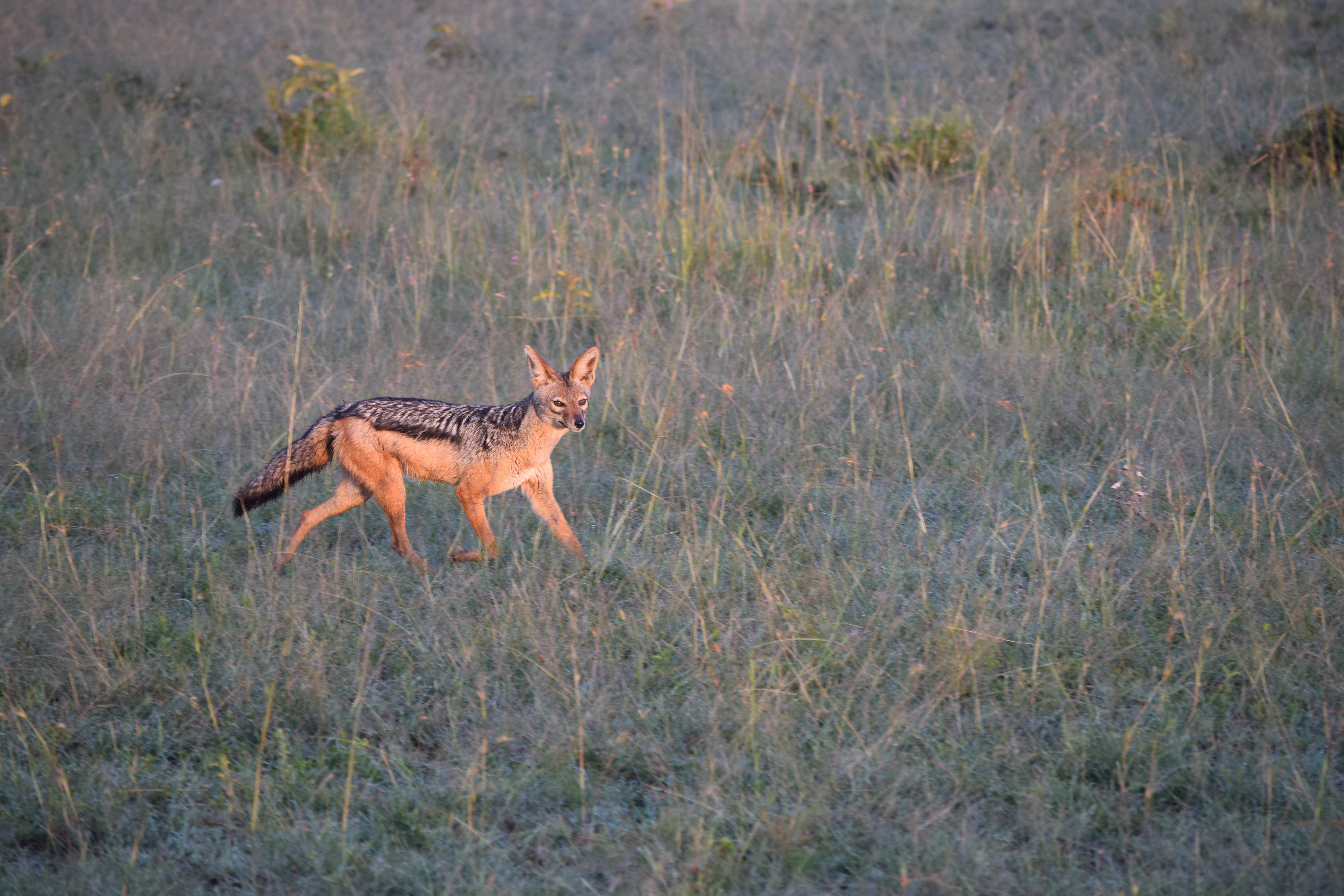 The cunning jackal strikes again!