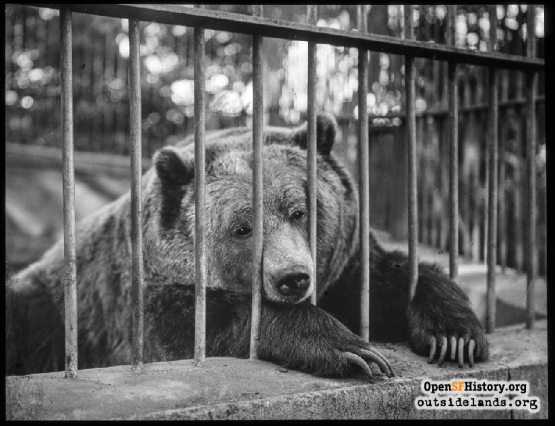 Remembering the Majestic California Grizzly Bear of 1924