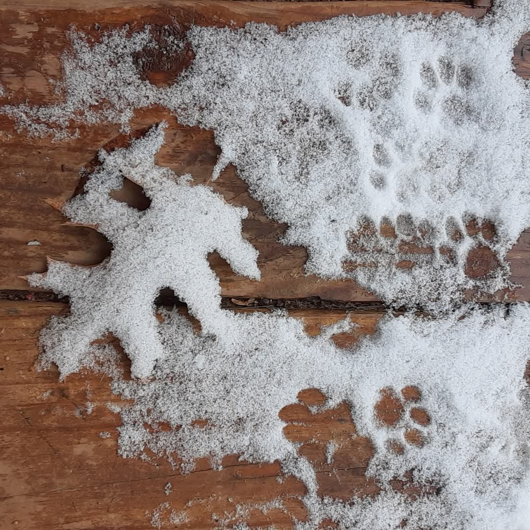 A Winter Wonderland of Light Snow and Paw Prints