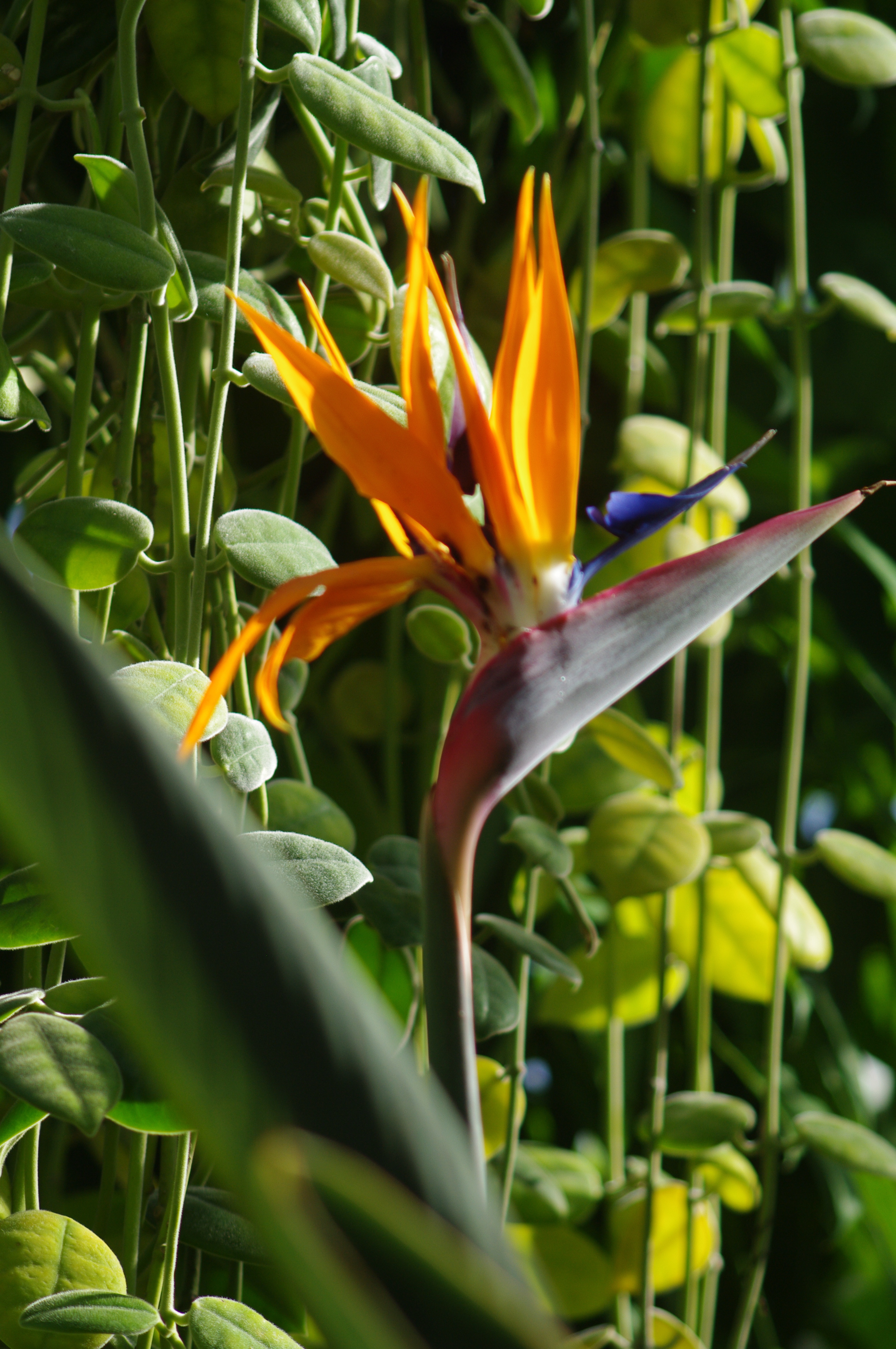 Feast Your Eyes on My Stunning Bird of Paradise Photo