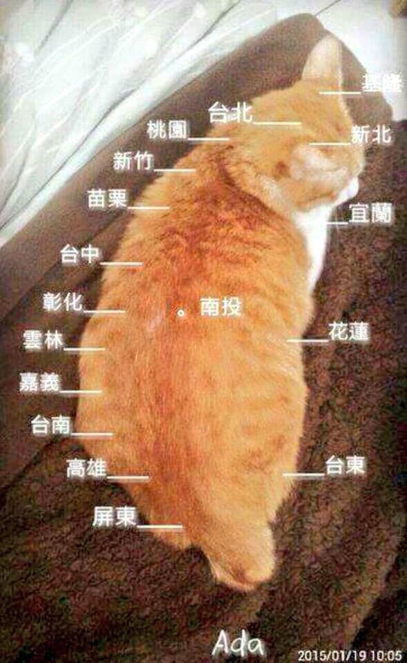 Tainyan: The Enigmatic Wonder