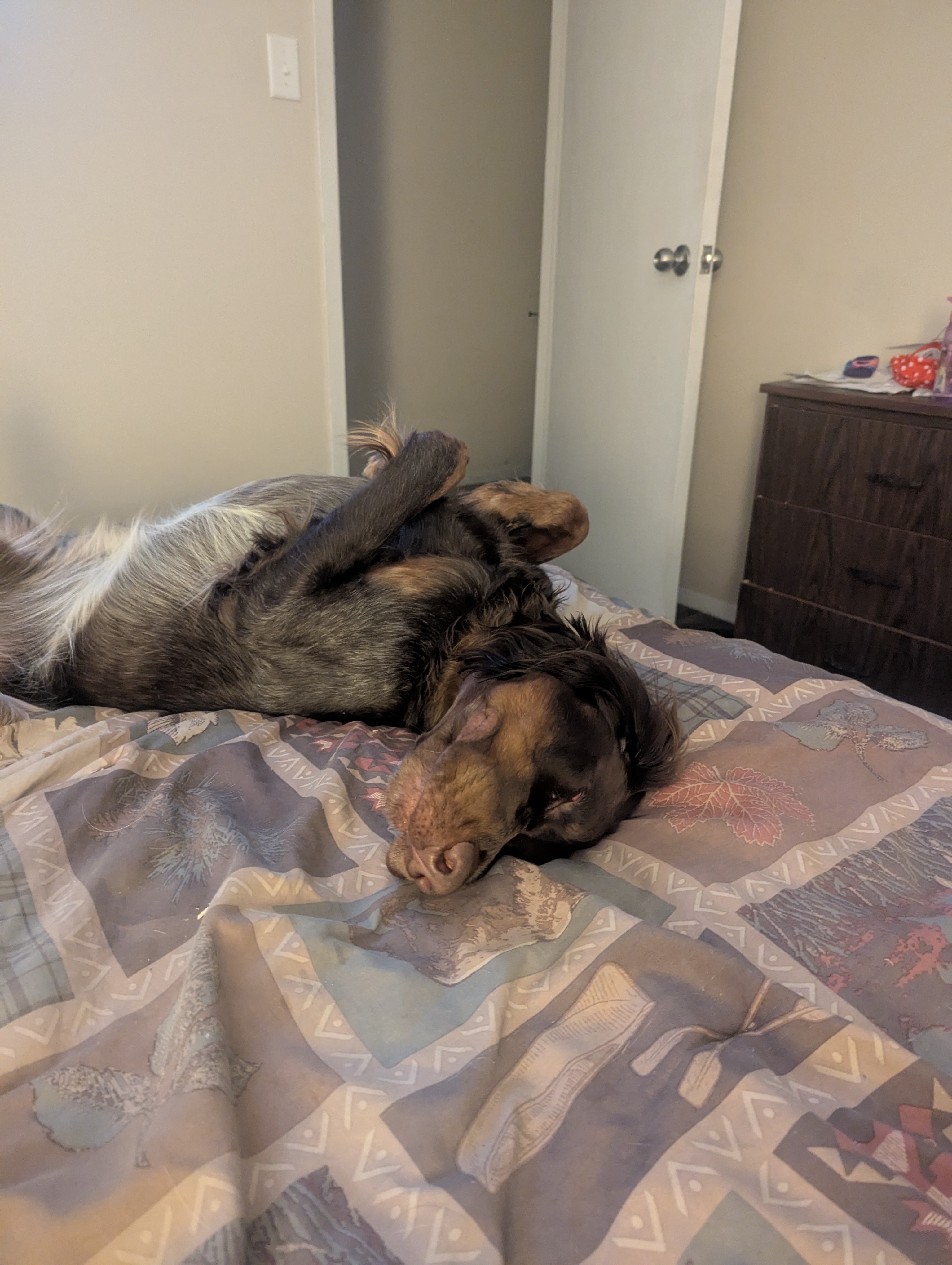 The Heartbreaking Tale of a Broken Dog