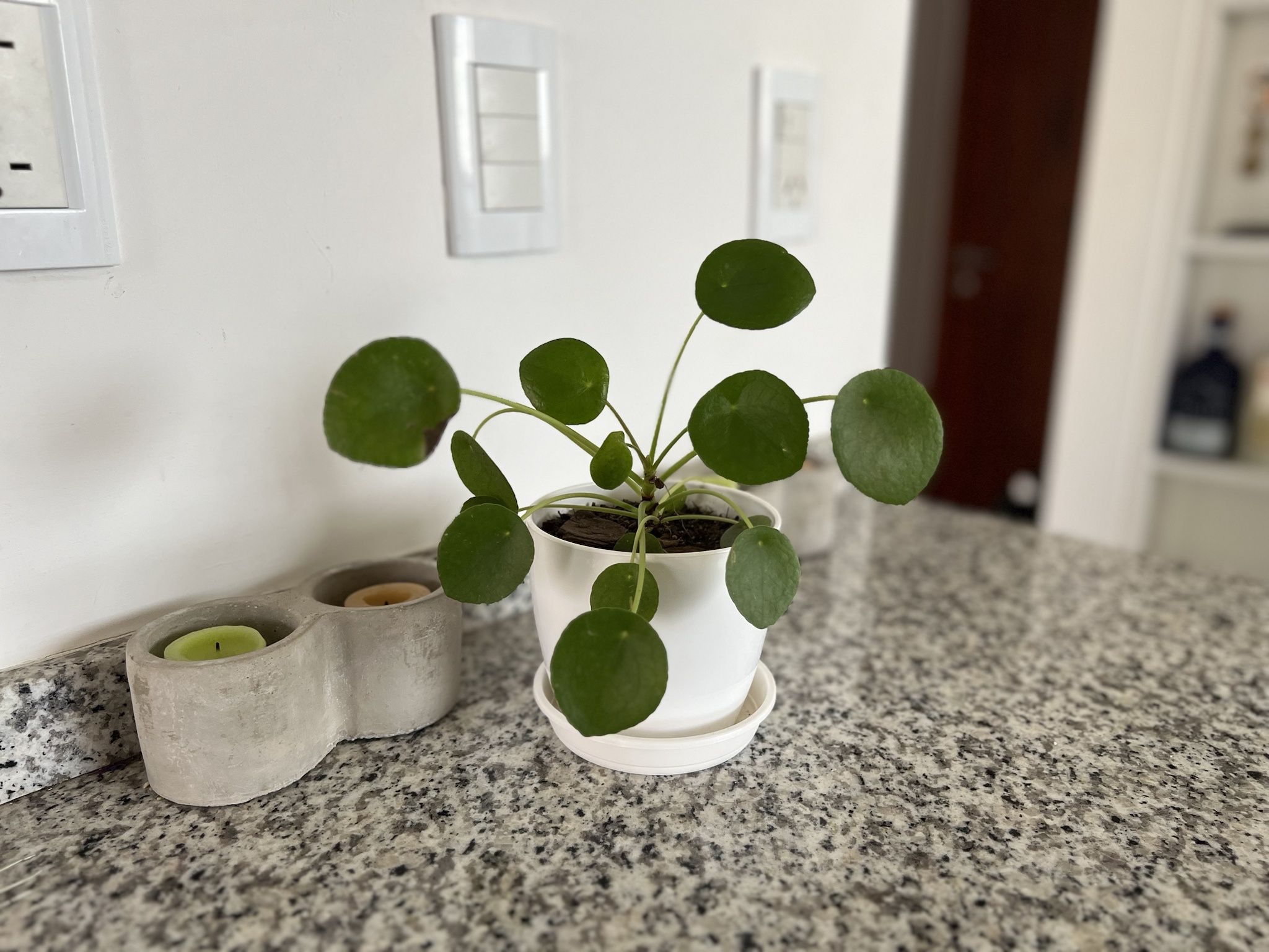 My Beloved Pilea Plant: A Green Companion