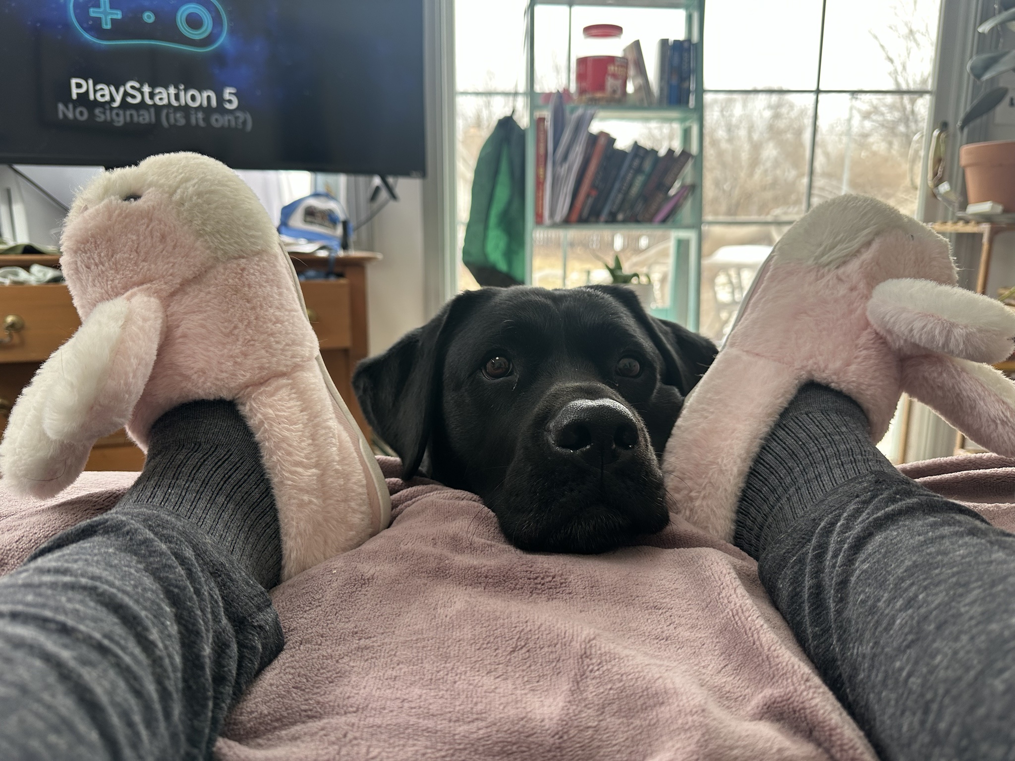 Meet Bright Eyed Lottie: A Portrait of Joy