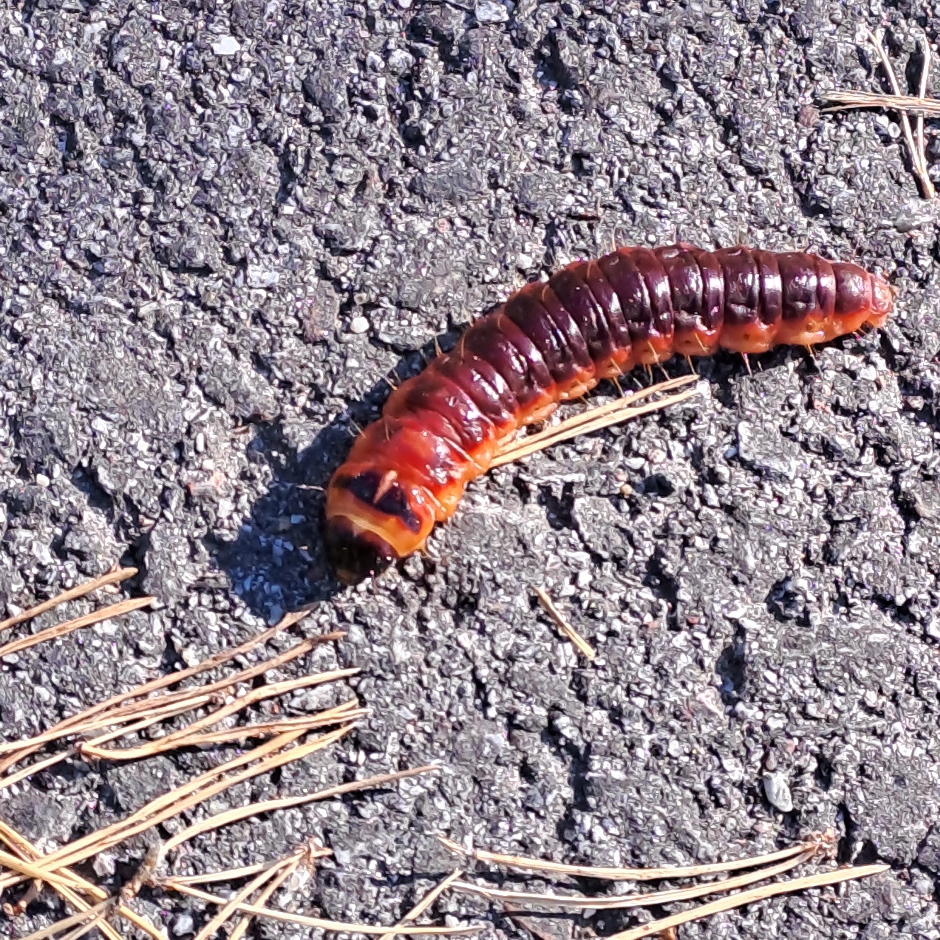 Meet this adorable little caterpillar!