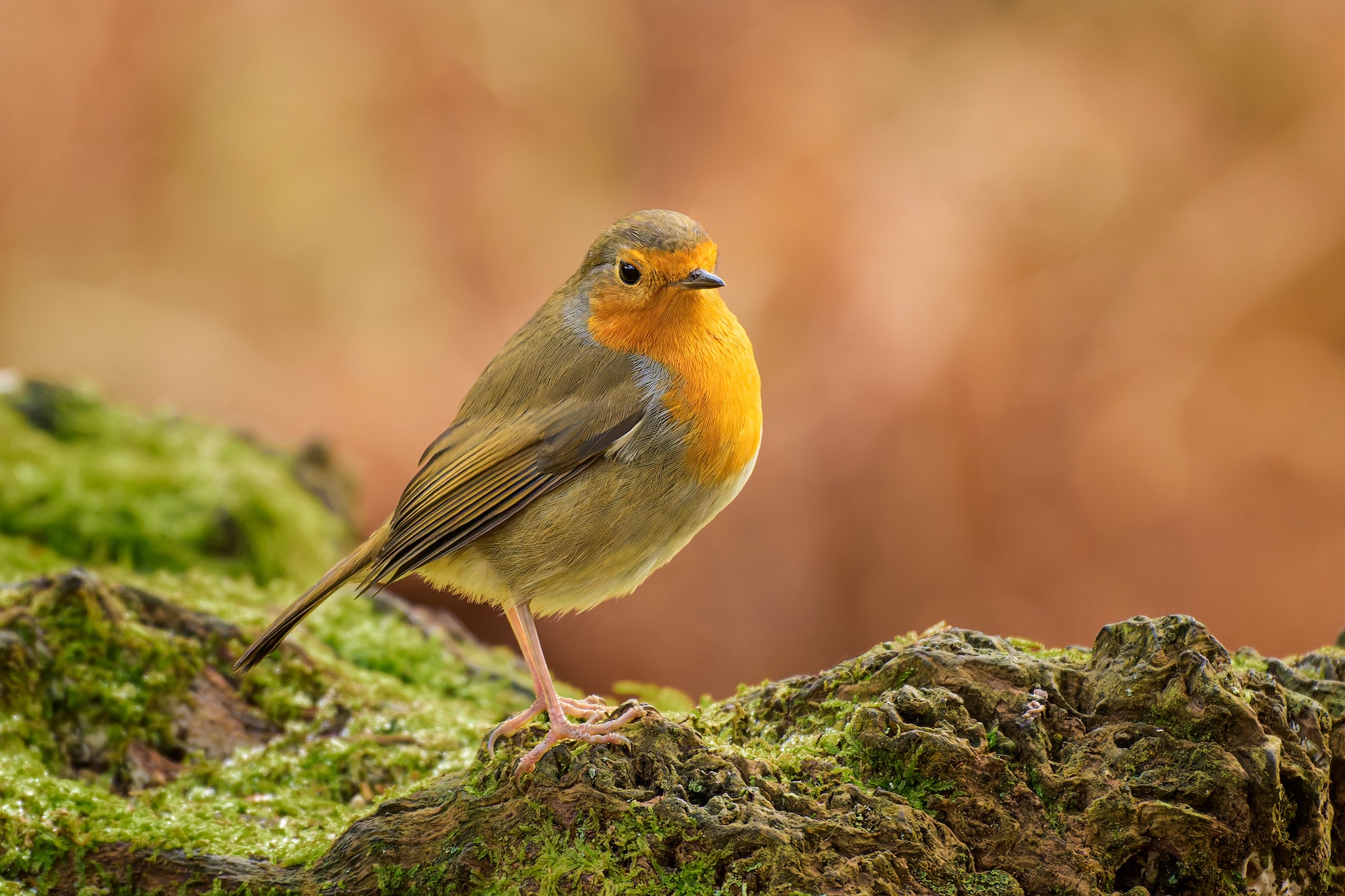 Meet the Charming European Robin: Erithacus rubecula