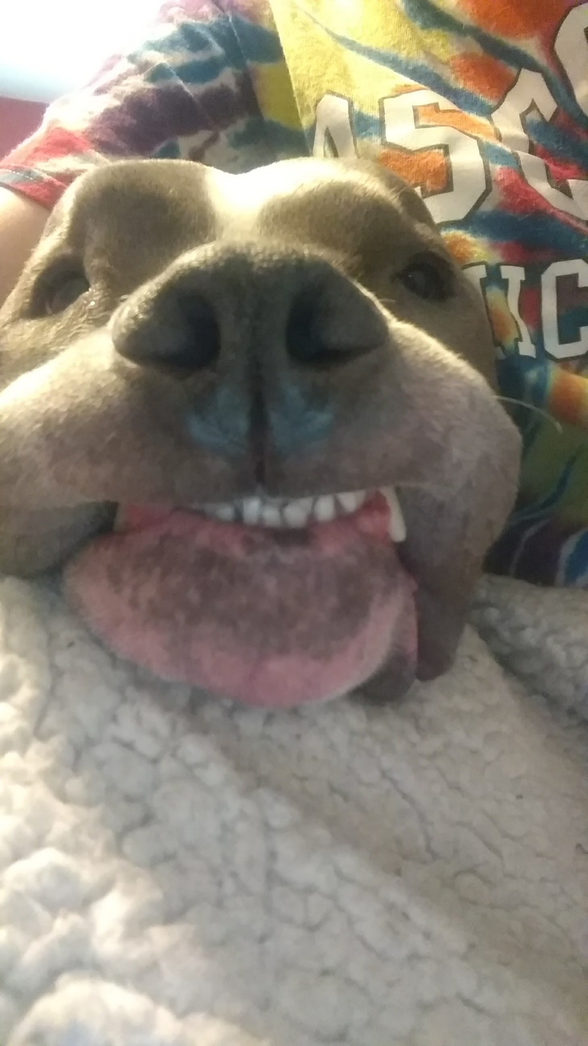 In Loving Memory of Otis: A Tribute to a Beloved Friend