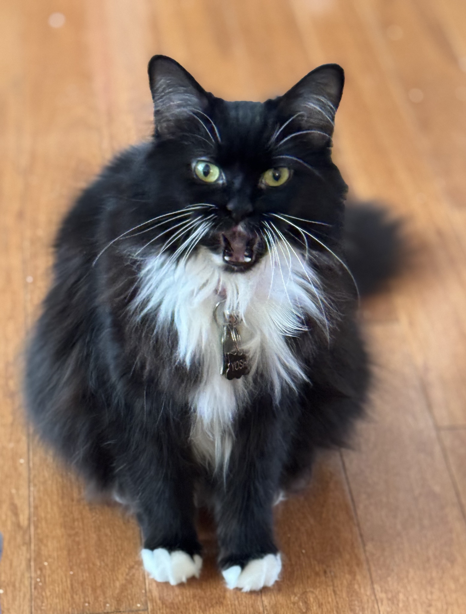 Let Out a Roar!