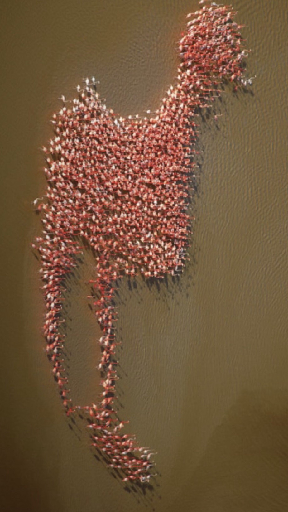 A Stunning Display: American Flamingos Creating Art in the Gulf of Mexico - Photo by Bobby Haas