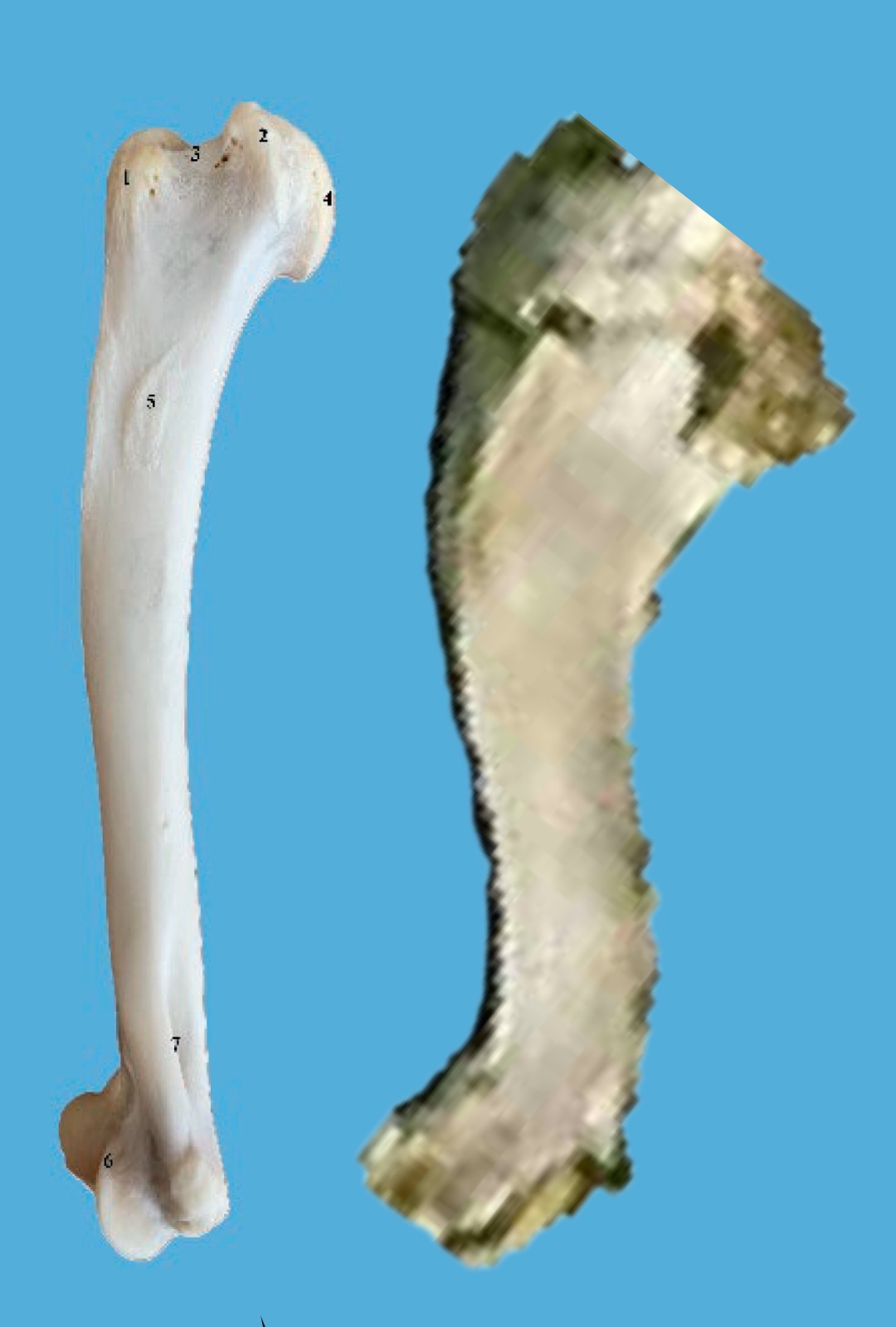 Comparing the Humerus of a Lynx to a Bulldog and Amstaff