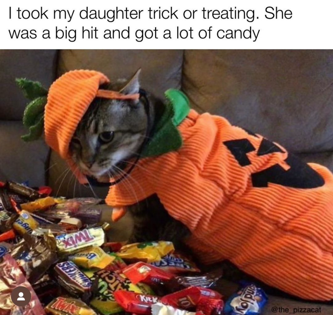 A Cozy Collection of Cat Memes to Get You Through Tough Times