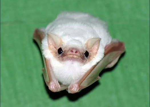 It's a bat, plain and simple. Just because it's a bat.