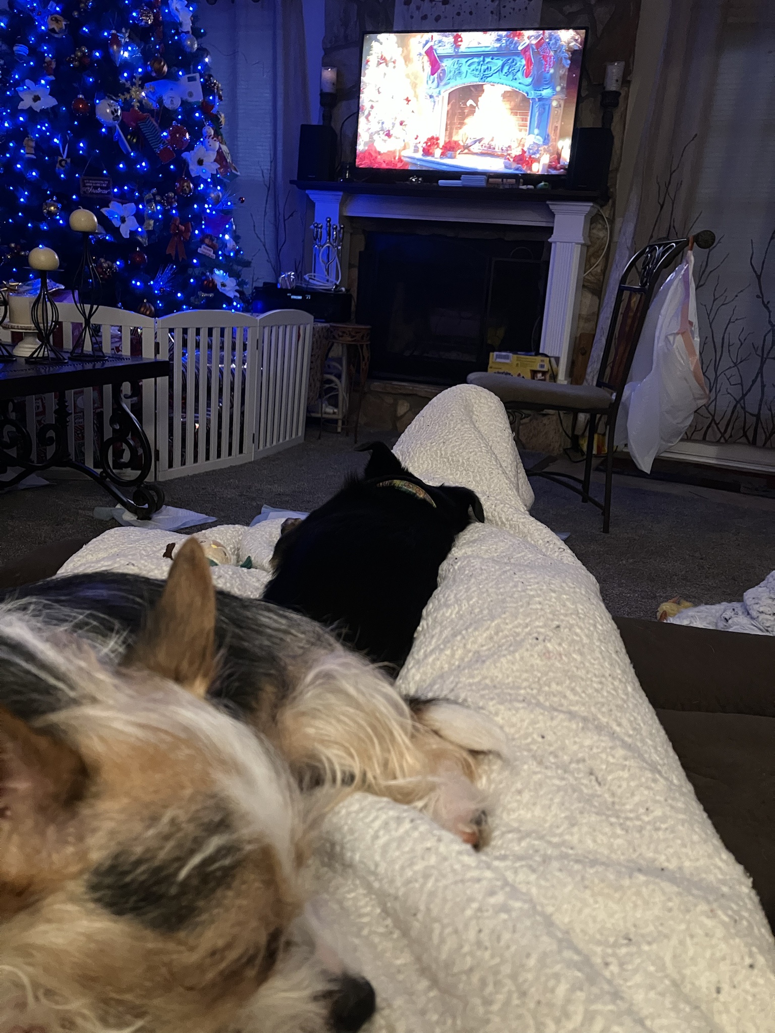 Merry Christmas from Nano, Milli, and Me!