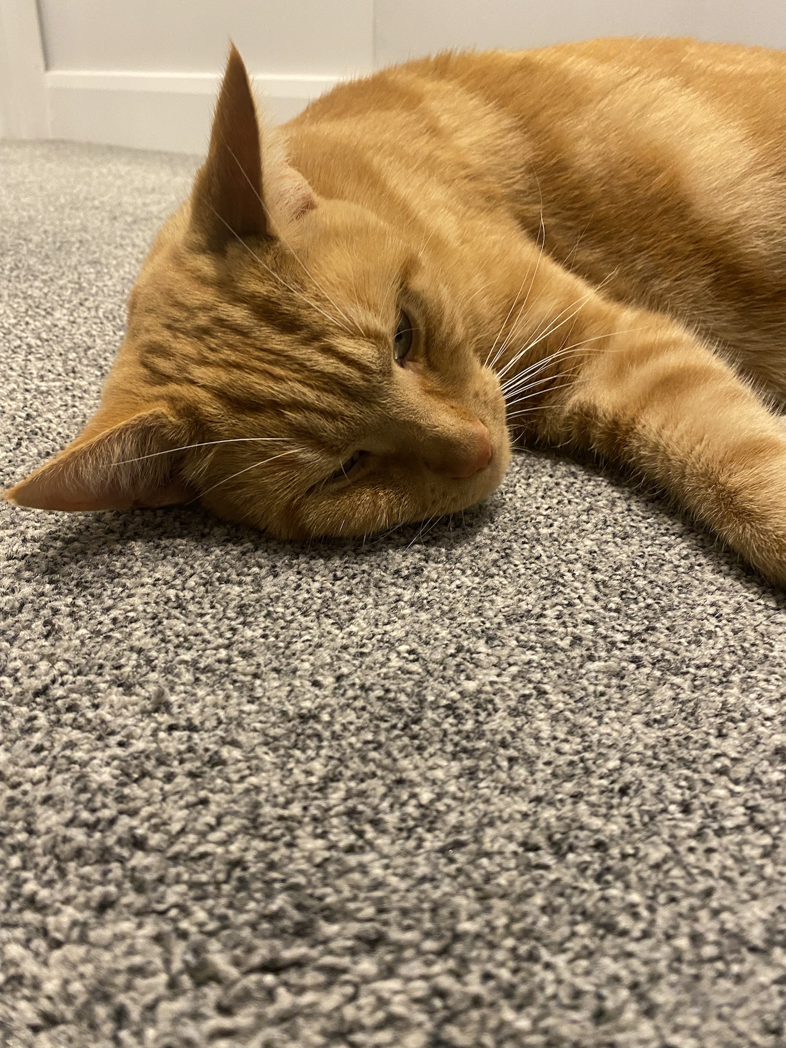 Biscuit’s daily snapshot of joy