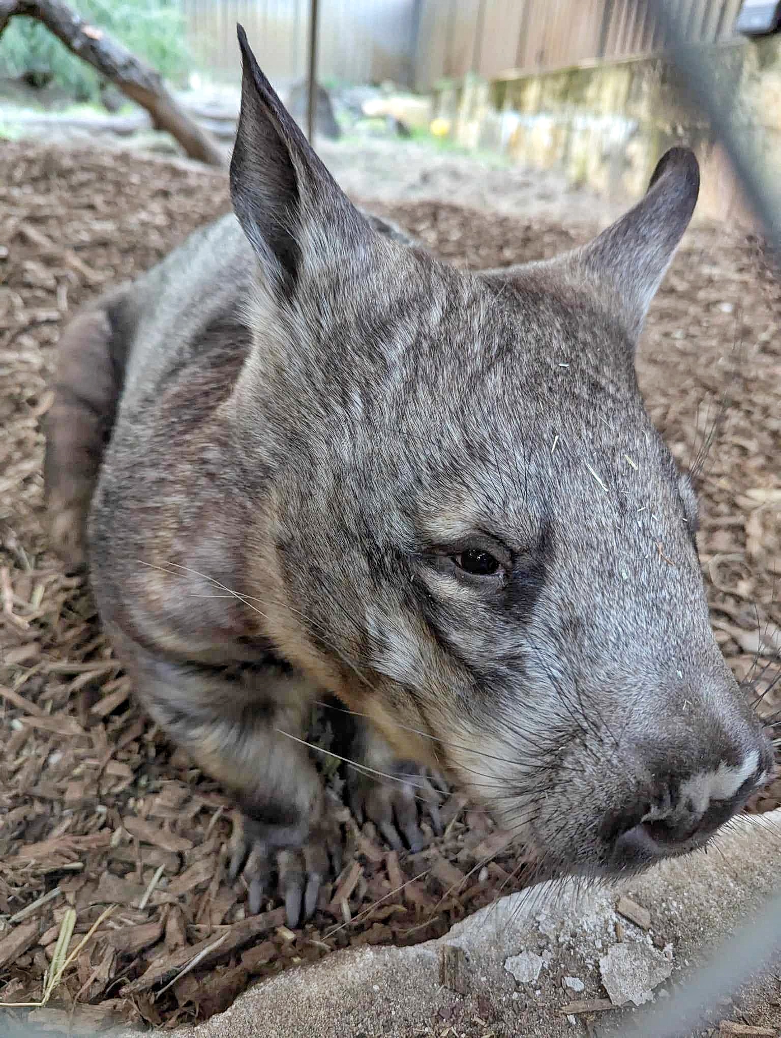 Meet Vinnie the Wombat: The Cutest Little Creature