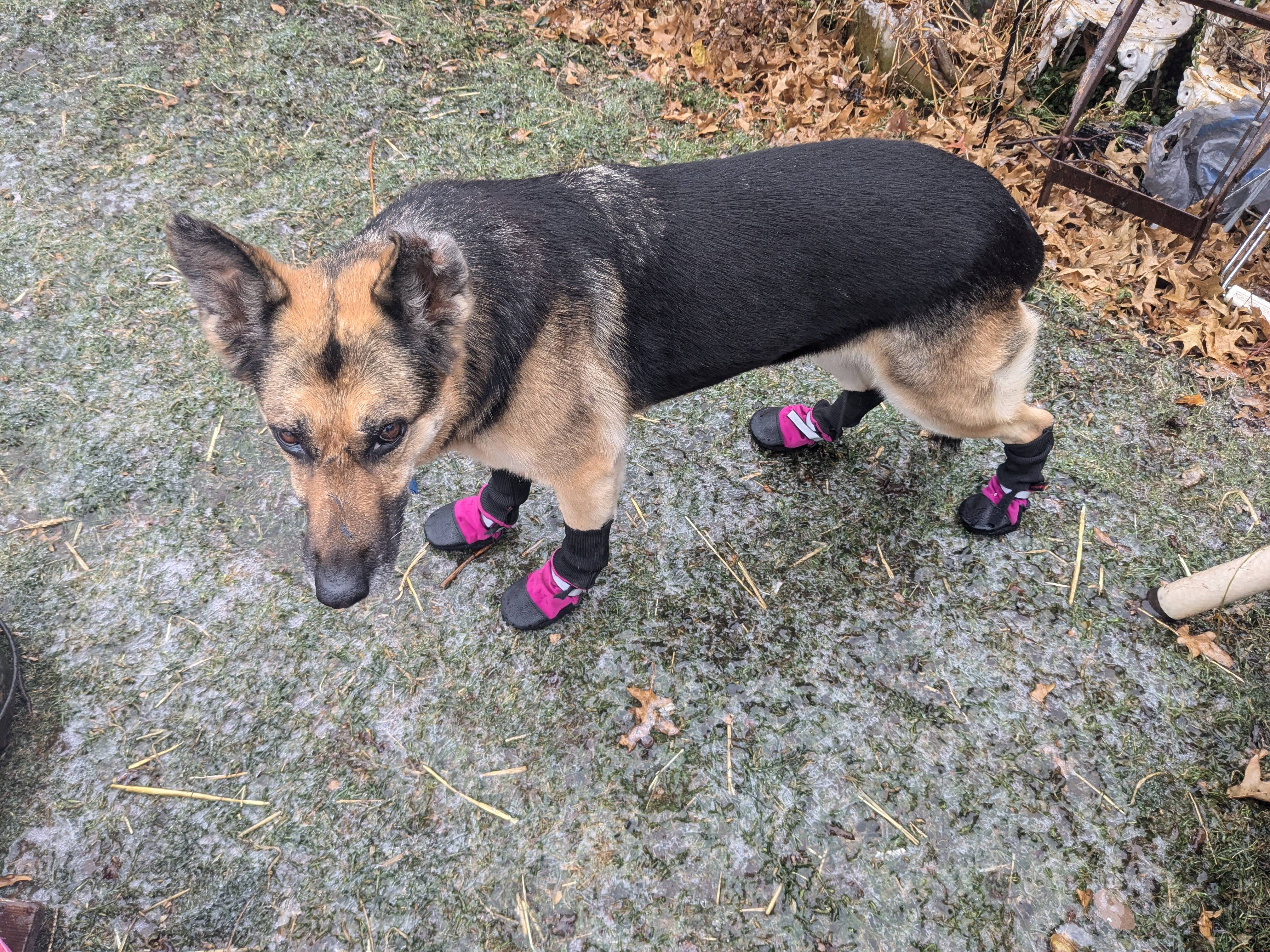 When the ground is icy, but your dog is ready with stylish boots!