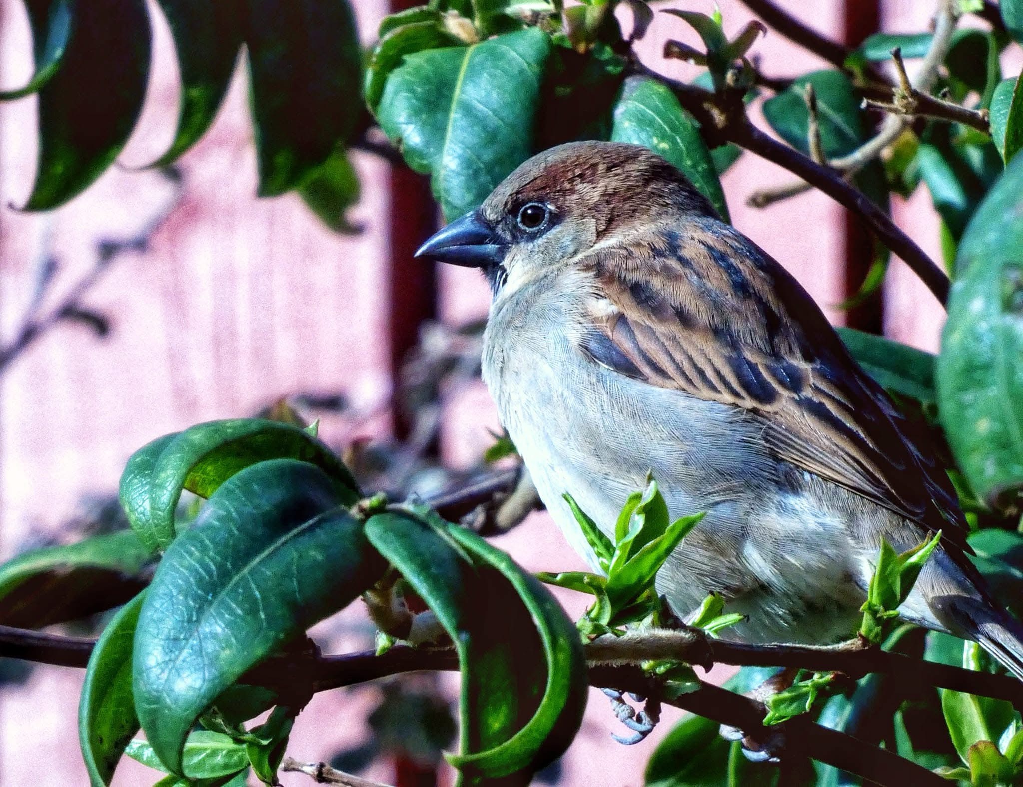 A Charming Sparrow in the Wild
