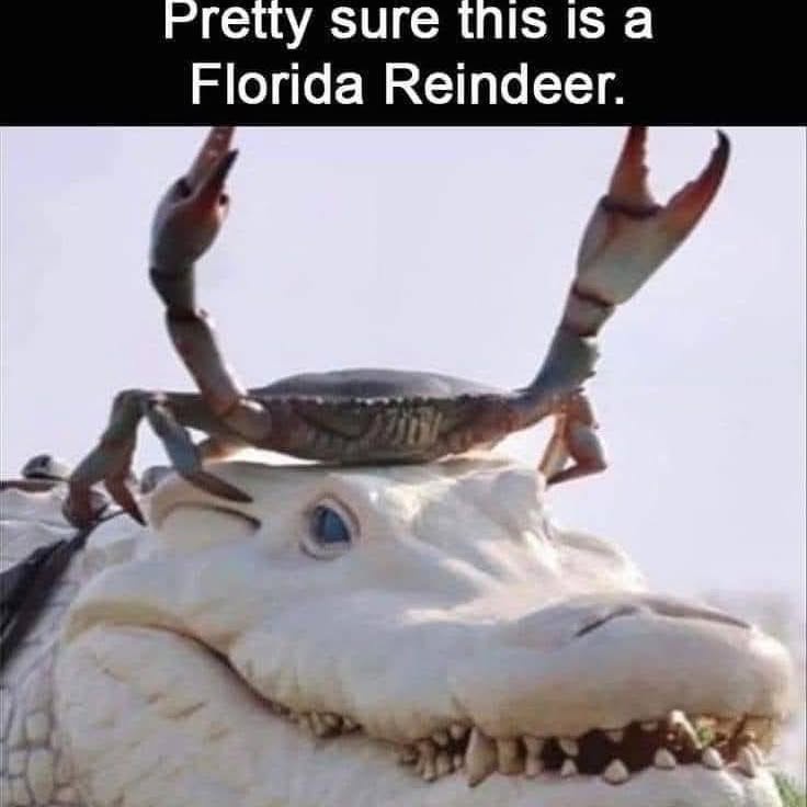 The Unusual Florida Reindeer Encounter