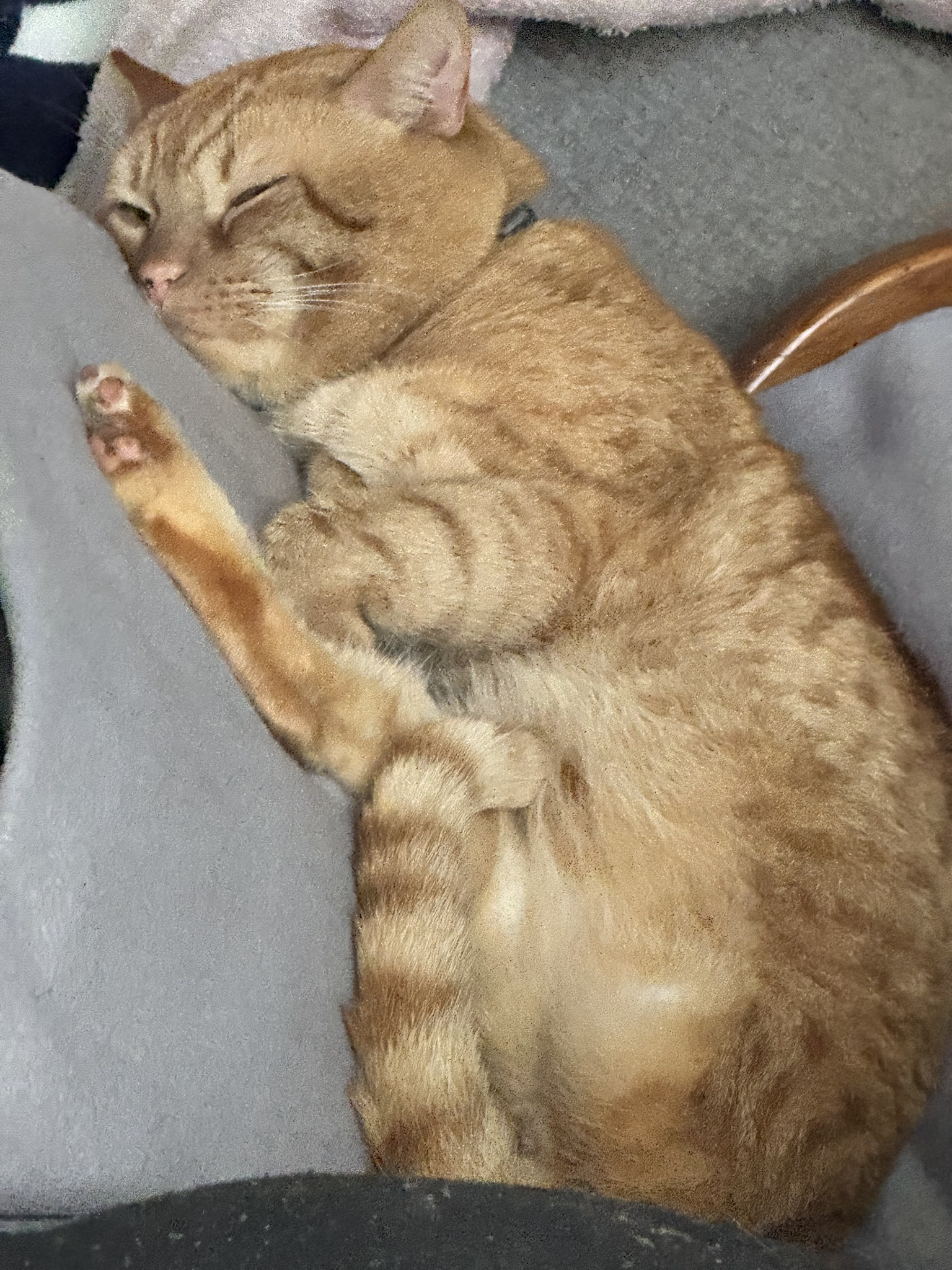 Meet Boot: The Cat with a Name as Unique as His Personality