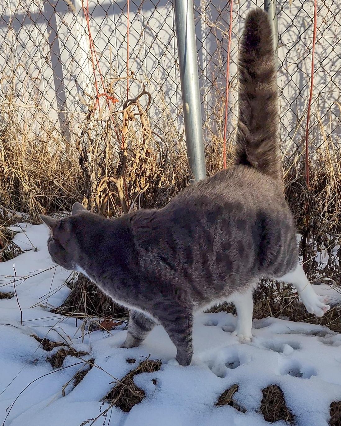 Morty vs. the Snow: A Hilarious Struggle