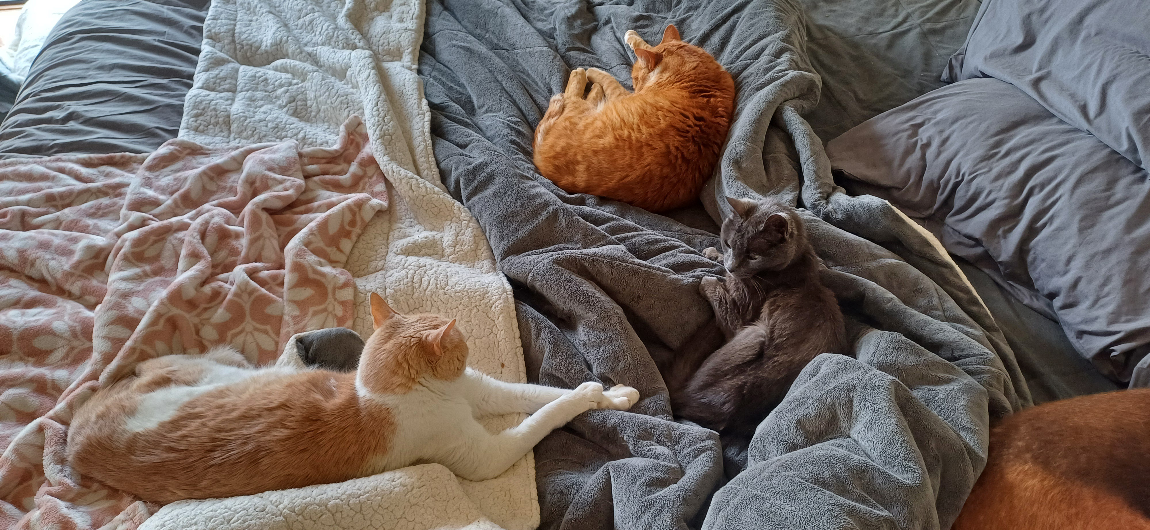 Caturday Cuteness: Emma, Frodo, and Tanuki Together