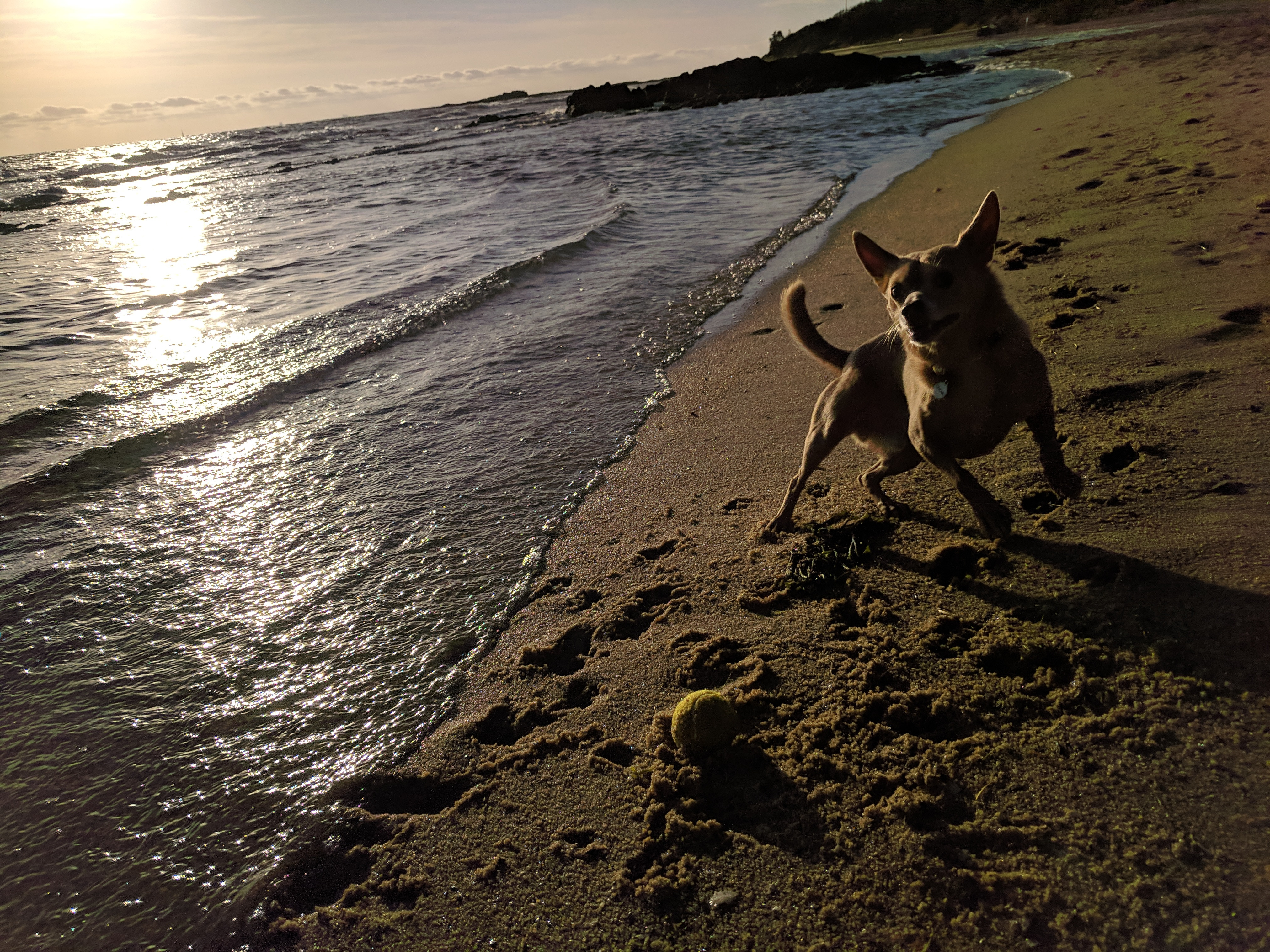 A perfect day at the beach with our furry friends