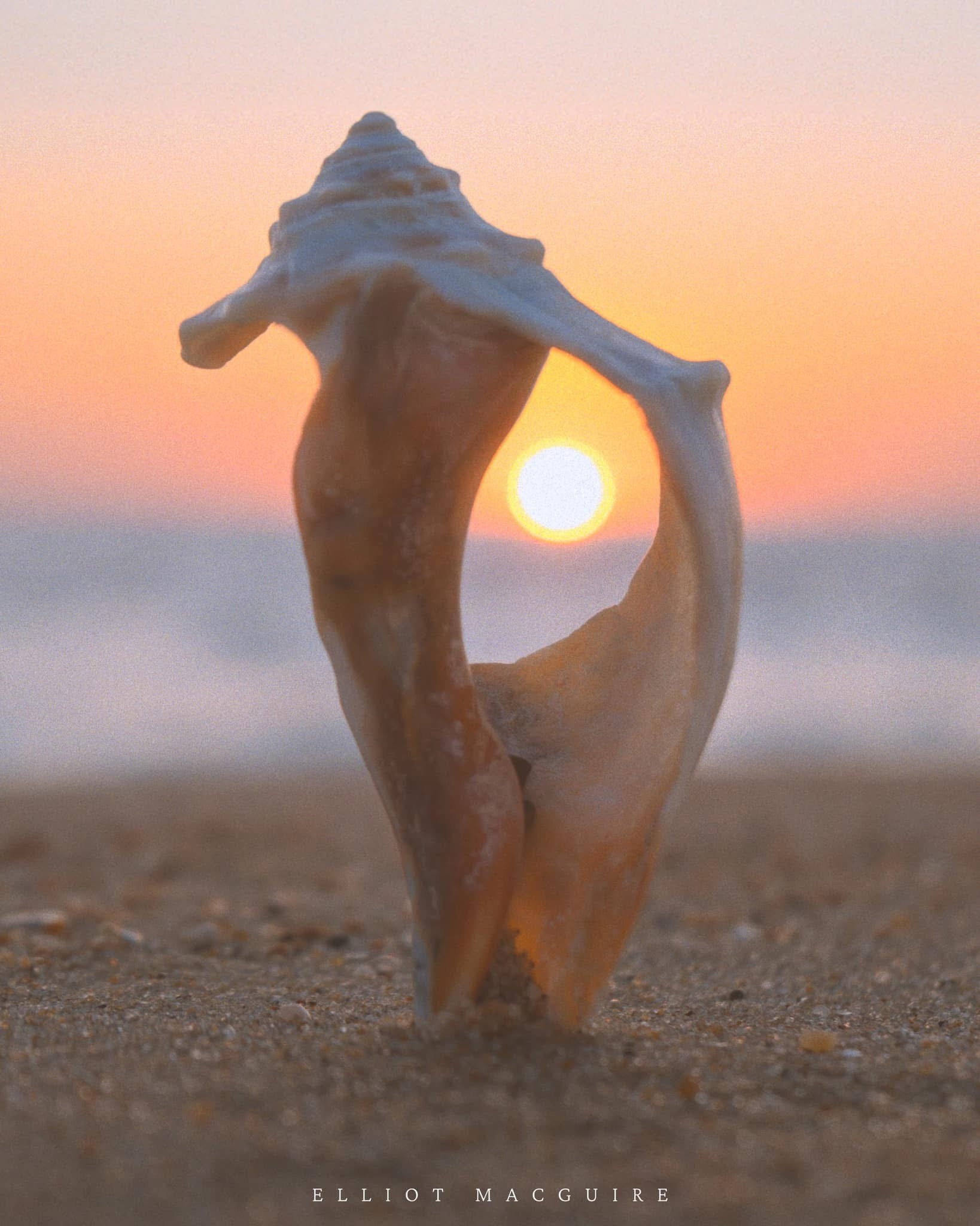 The beauty of a seashell captured perfectly