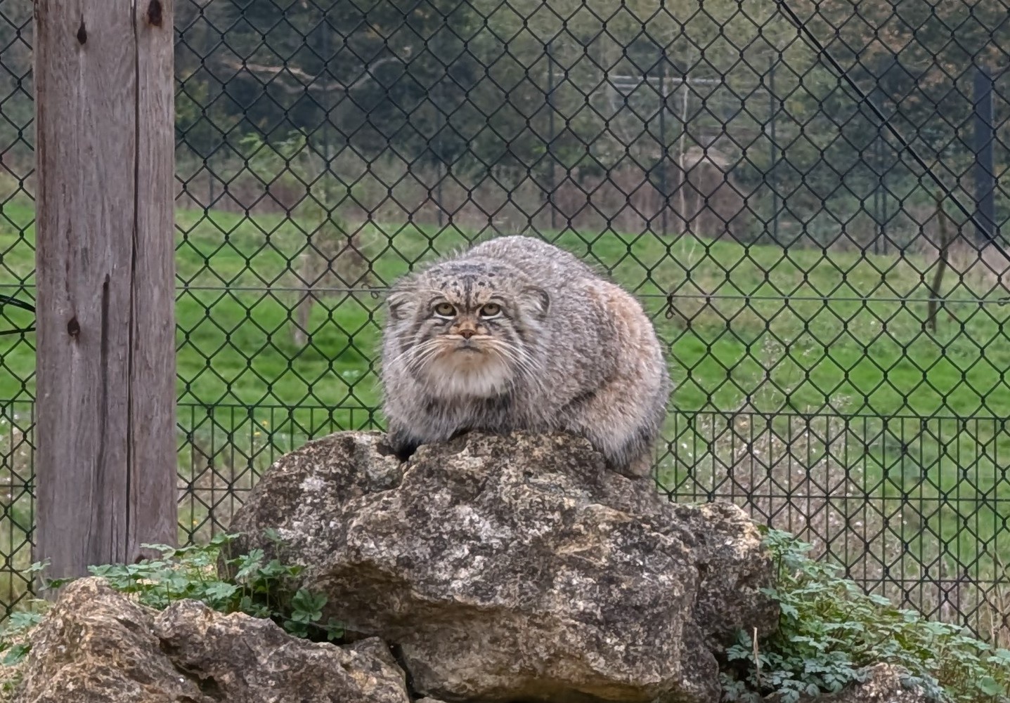 It's Caturday: Time to Celebrate Our Feline Friends!