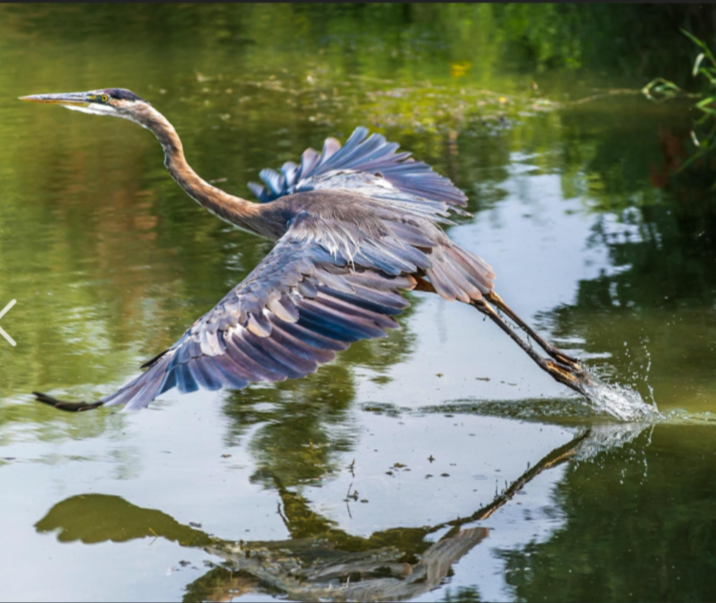 The Majestic Great Blue Heron in Action