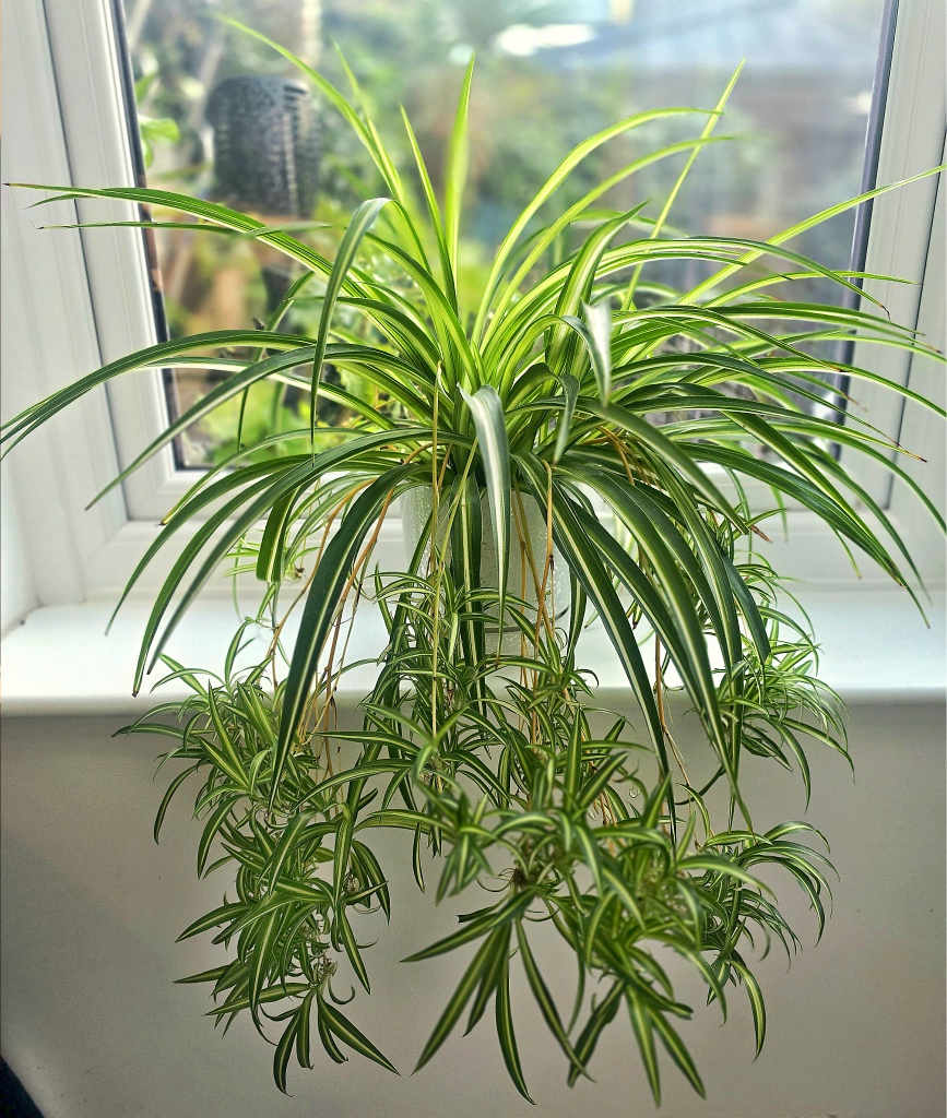 The Resilient Spider Plant: A Green Companion