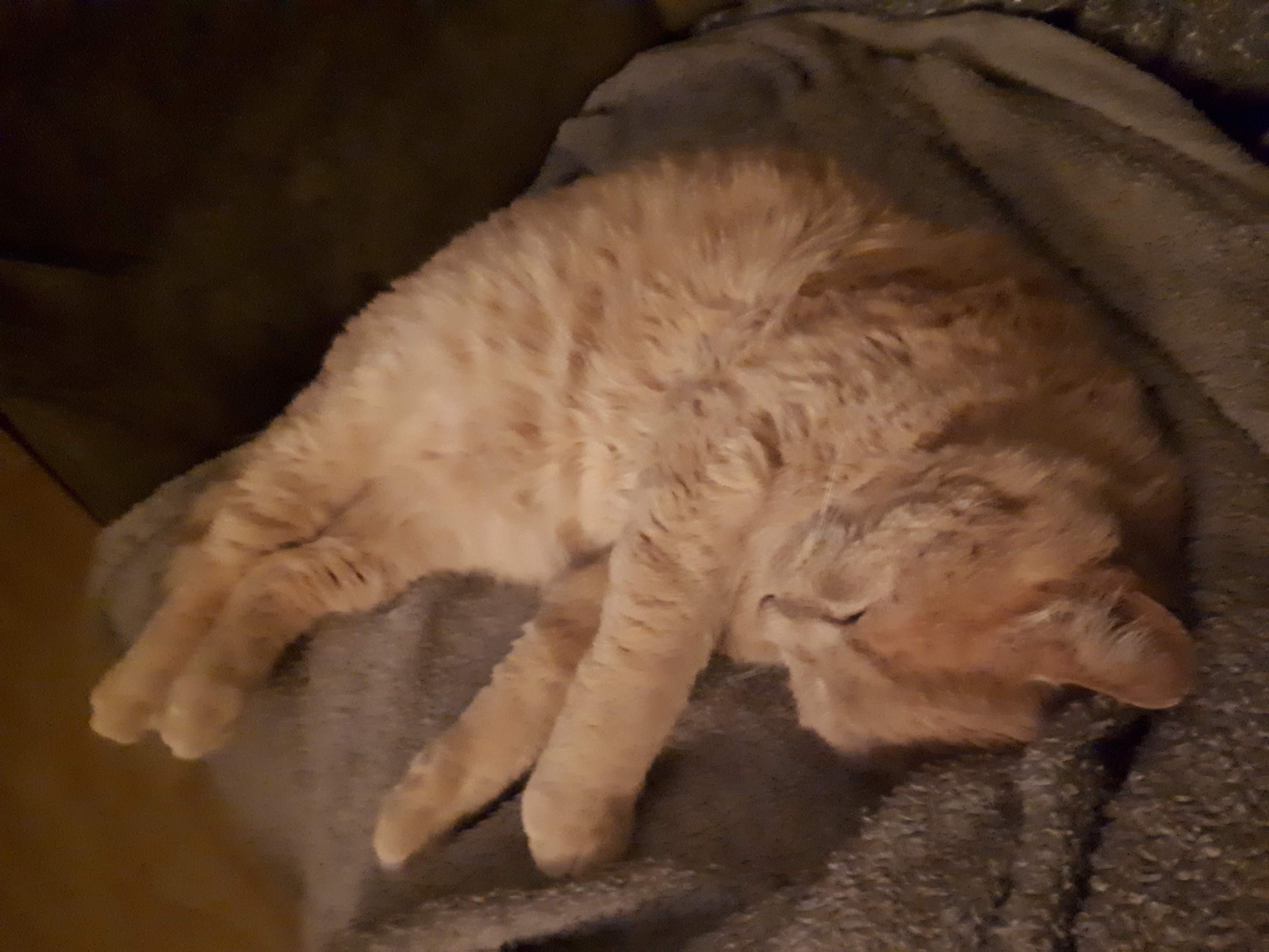 The Tale of the Orange Cat: A Feline Icon