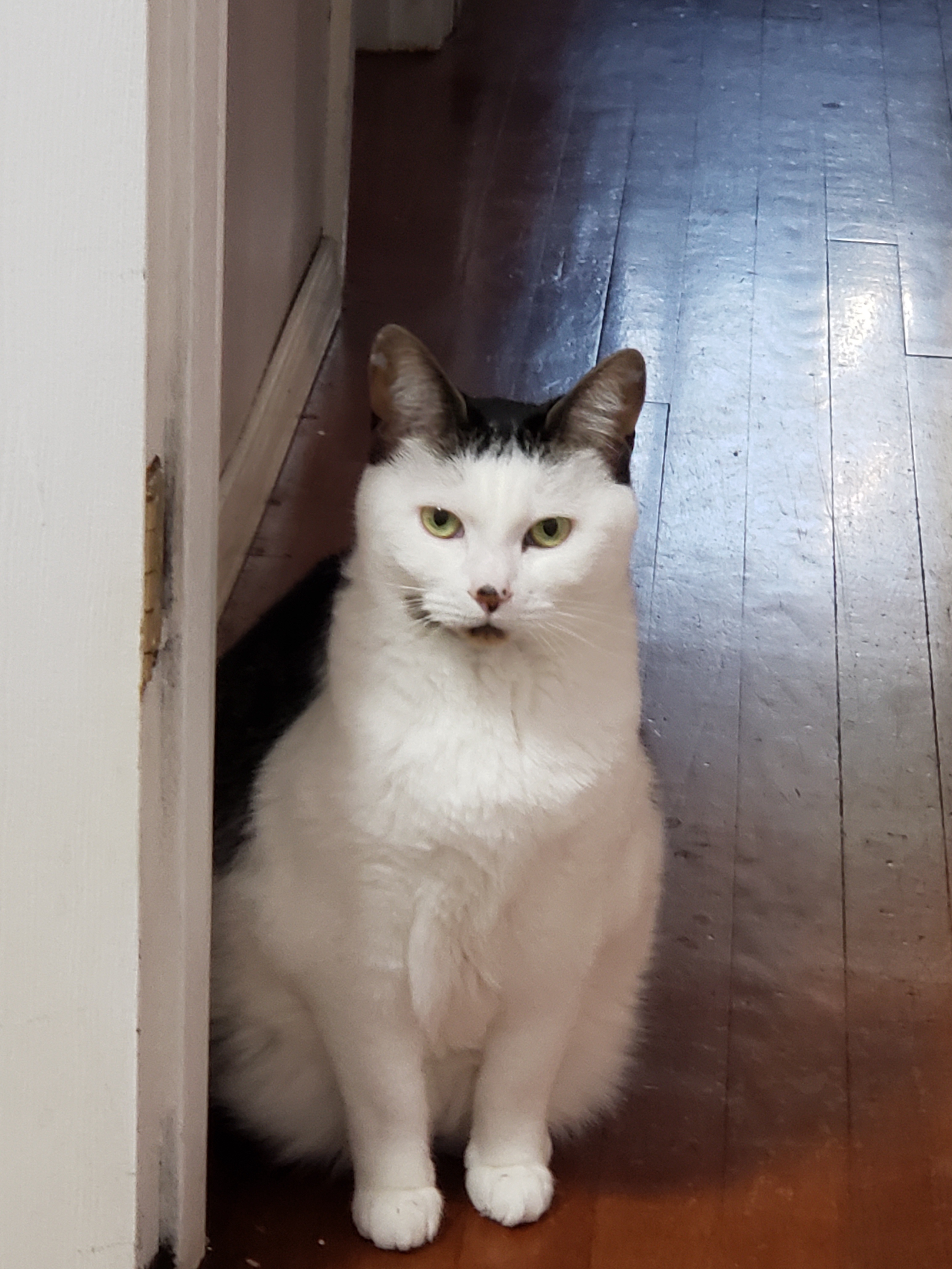 Enjoy this adorable cat moment!