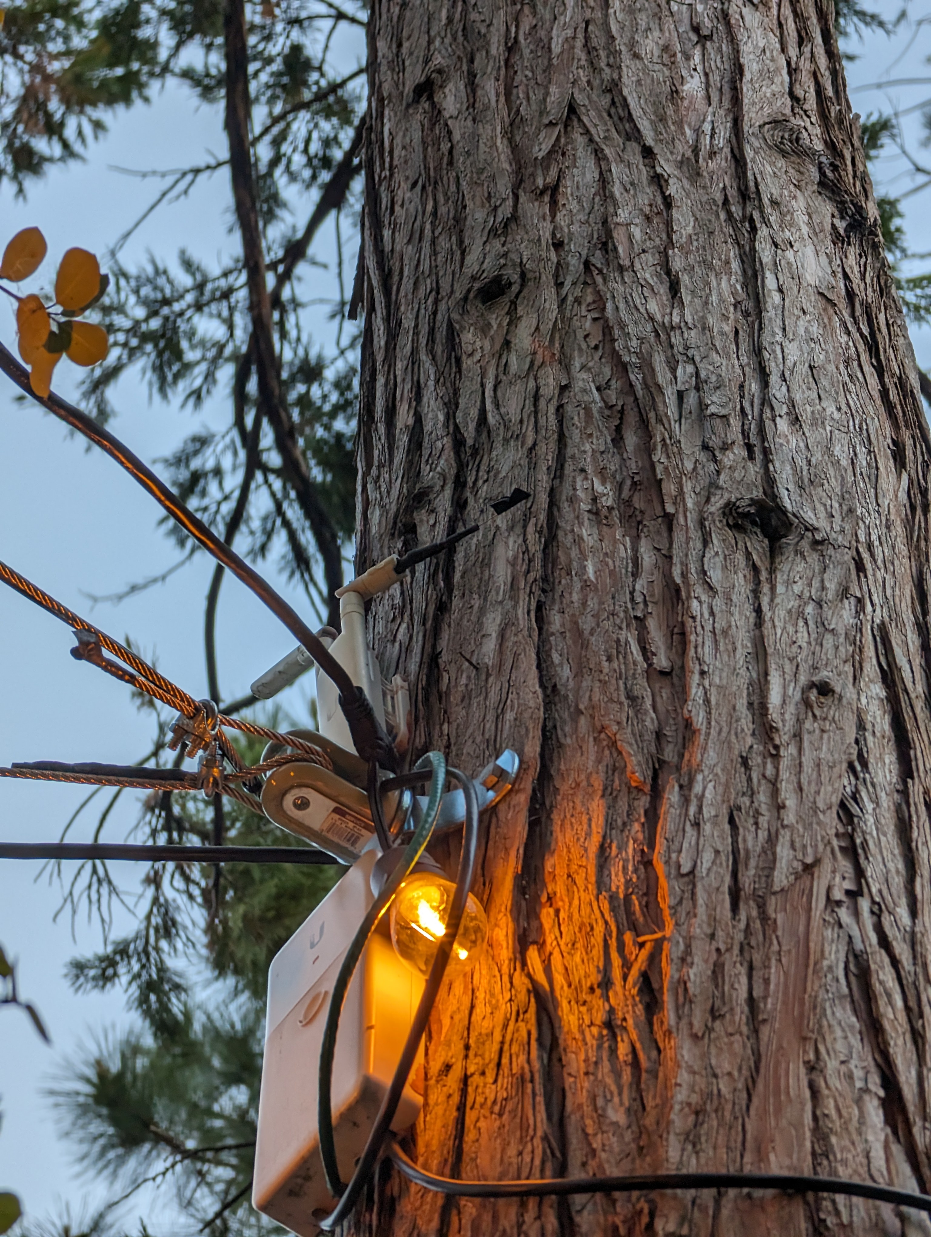 Squirrel Cuisine: A Gourmet Delight
