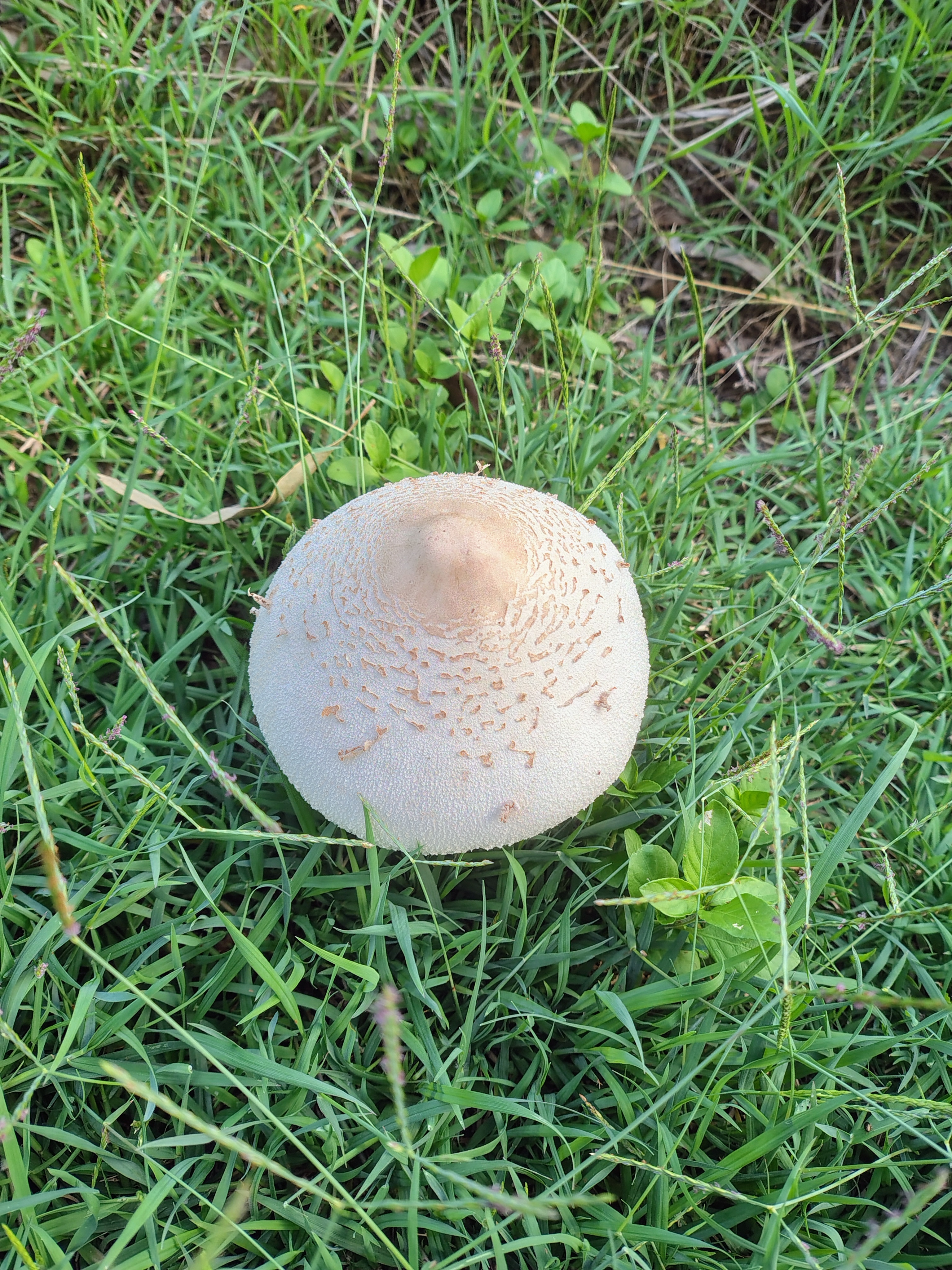 Today’s fungi are feeling extra vibrant and lively!